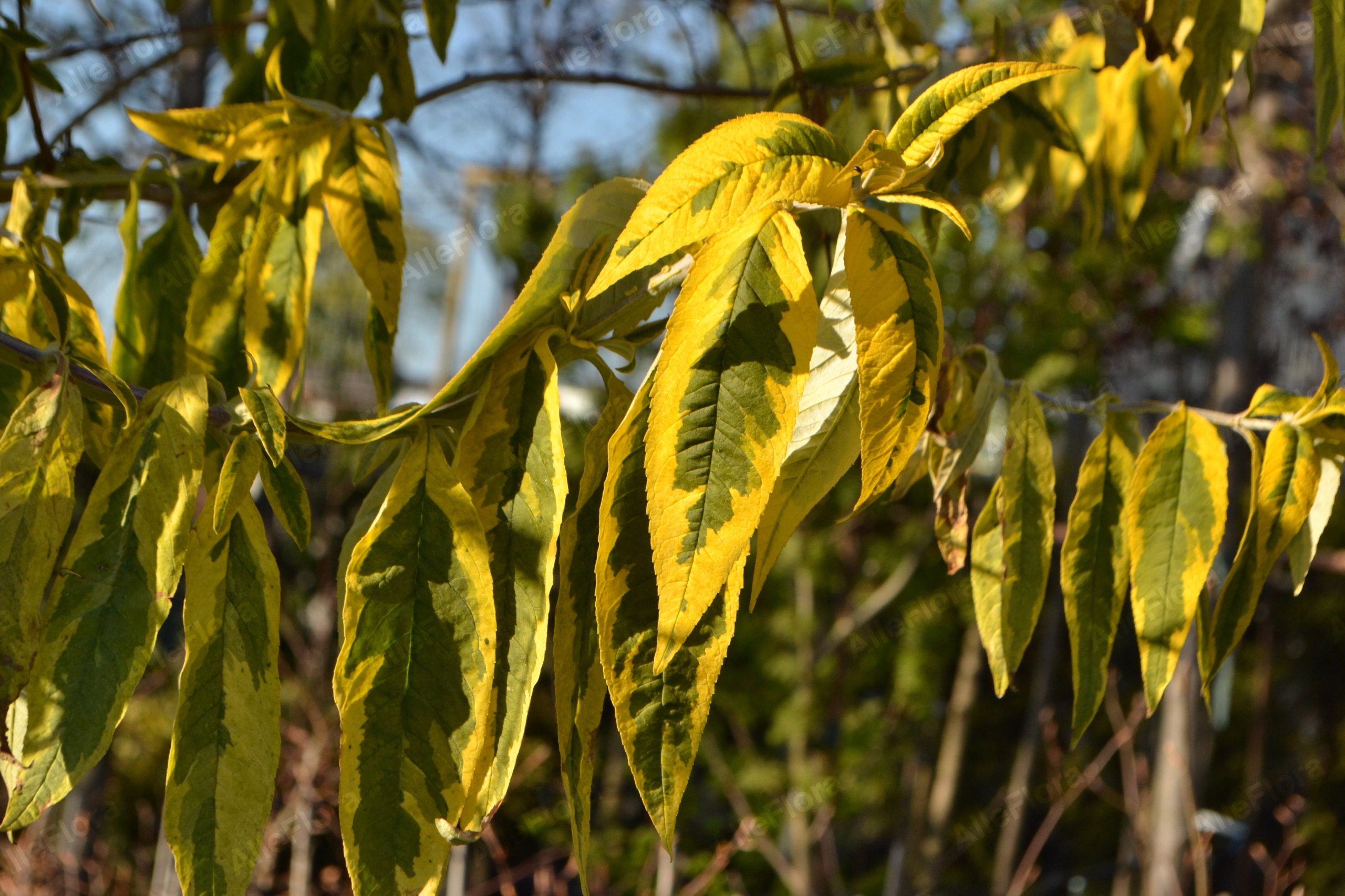 Budleja Dawida 'Santana' (Buddleja davidii) Doniczka 2.0L