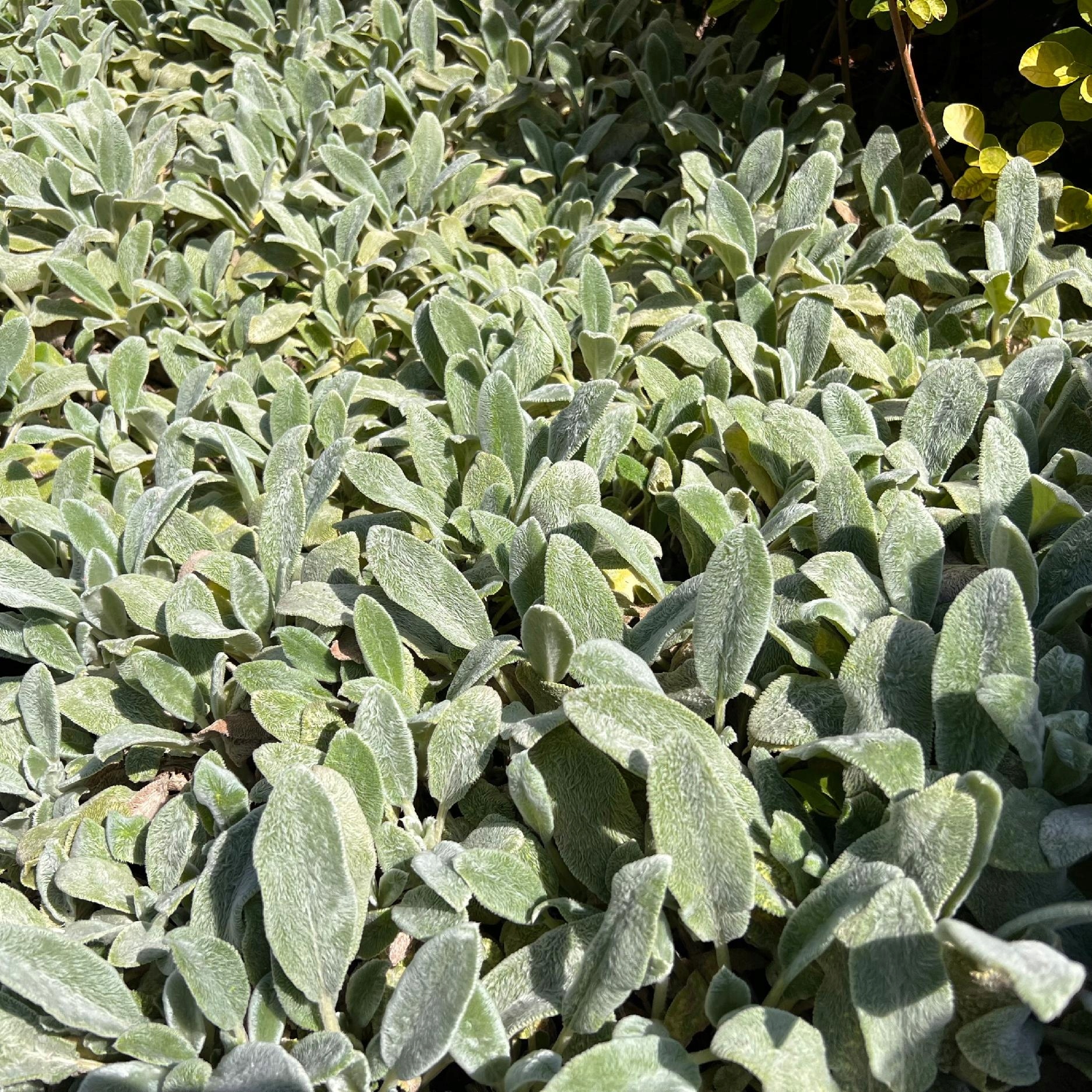 Czyściec wełnisty (Stachys byzantina) P13