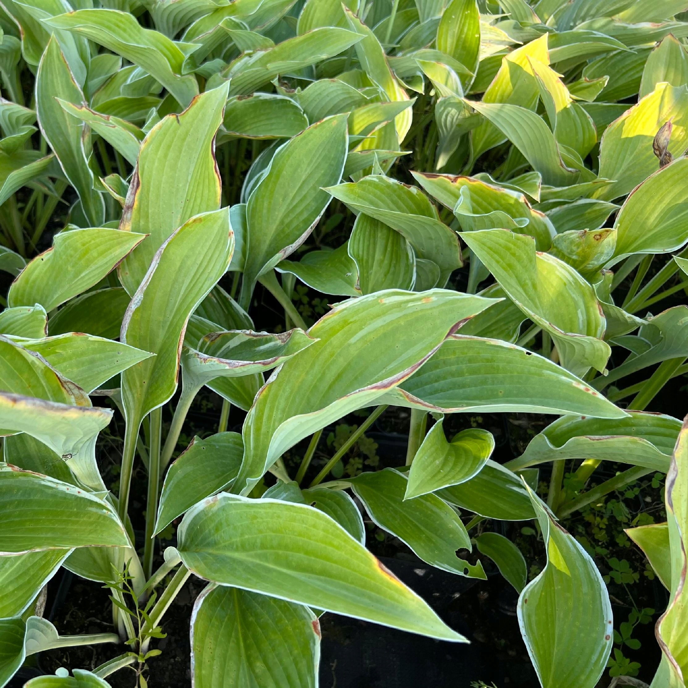 Funkia 'Tom Schmid' (Hosta) Doniczka 2.0L Białe marginesy