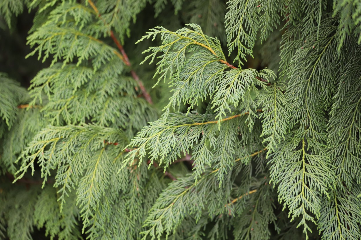 Cyprysik nutkajski 'Pendula' 80-100cm Poj 7.5L (Chamaecyparis nootkatensis)