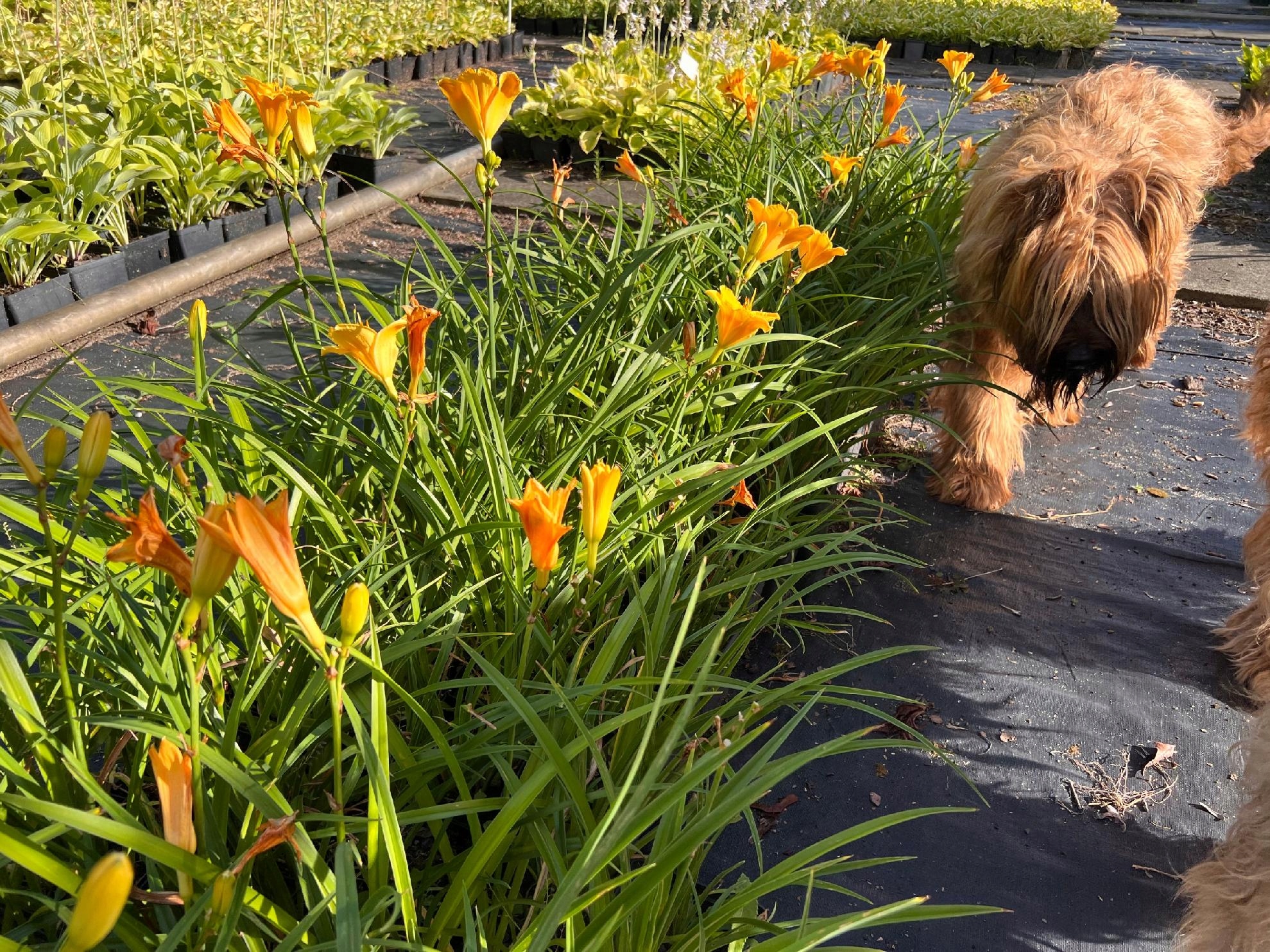 Liliowiec 'Fooled Me' (Hemerocallis) P13