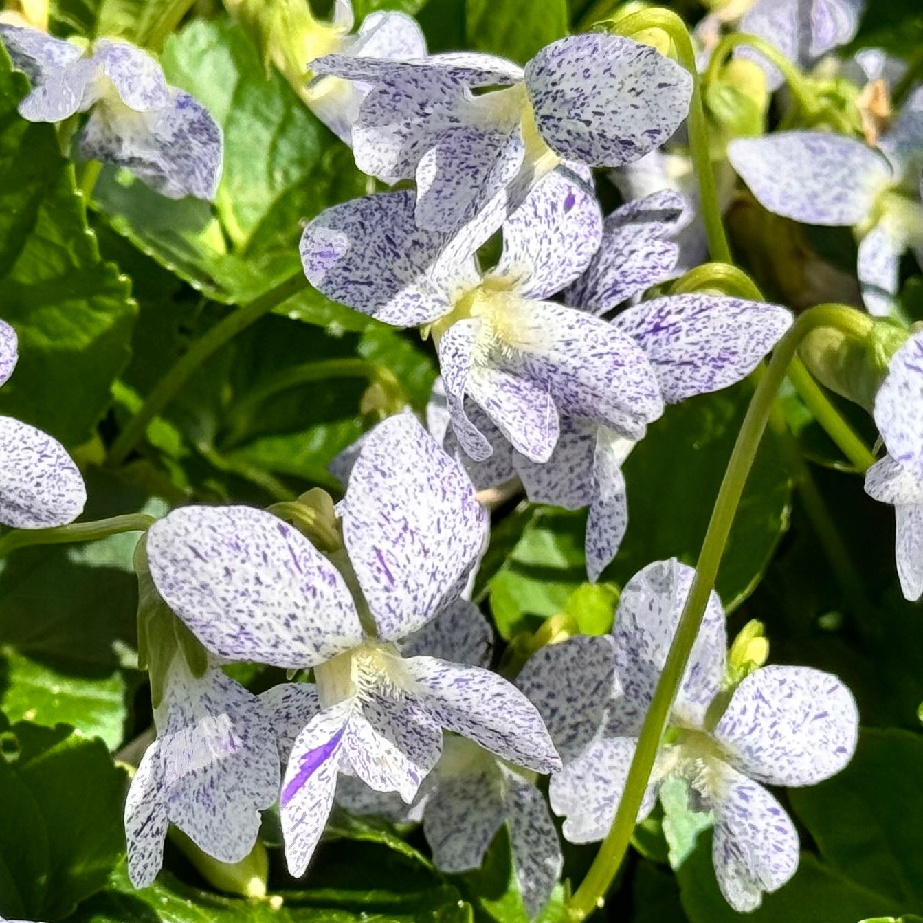 Fiołek motylkowaty 'Freckles' (Viola sororia) Doniczka 1.0L