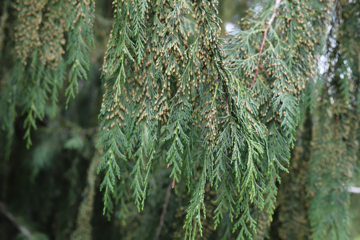 Cyprysik nutkajski 'Pendula' 80-100cm Poj 7.5L (Chamaecyparis nootkatensis)