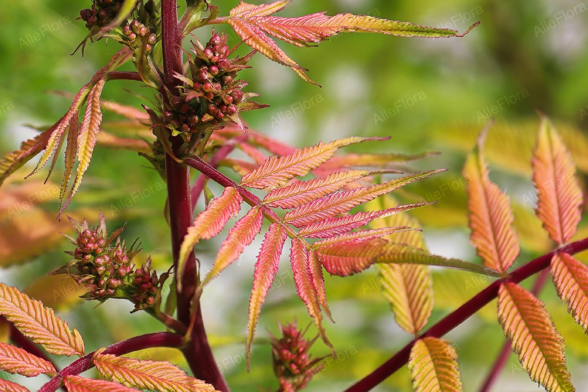 Tawlina jarzębolistna 'Sem' (Sorbaria sorbifolia) Kolorowe Liście Poj. 2.0L