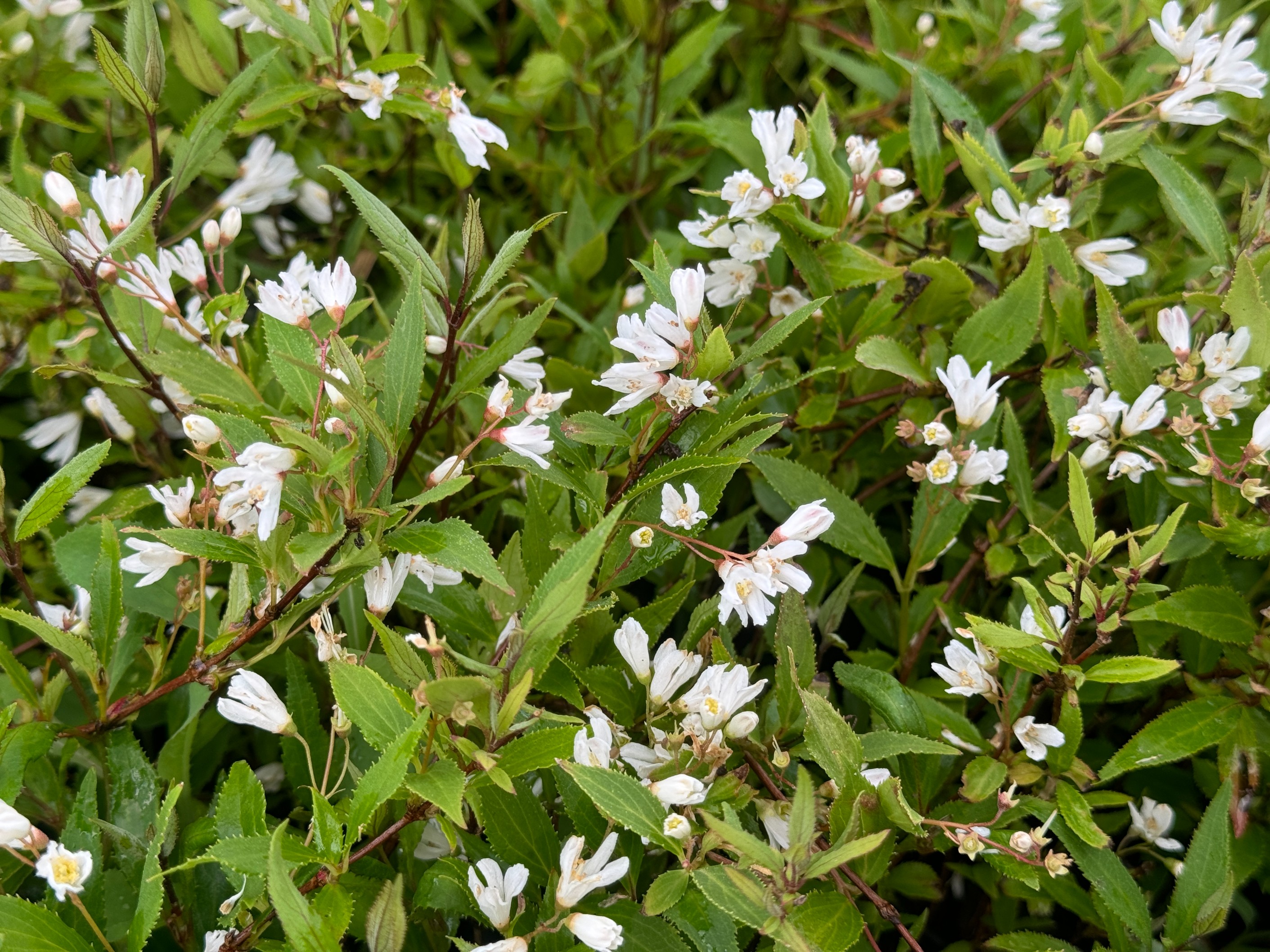 Żylistek wysmukły 'Nikko' (Deutzia Gracilis) Biały Krzew Doniczka 2.0L