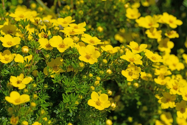 Pięciornik krzewiasty 'Goldfinger' Żółty (Potentilla fruticosa) Poj. 2.0L