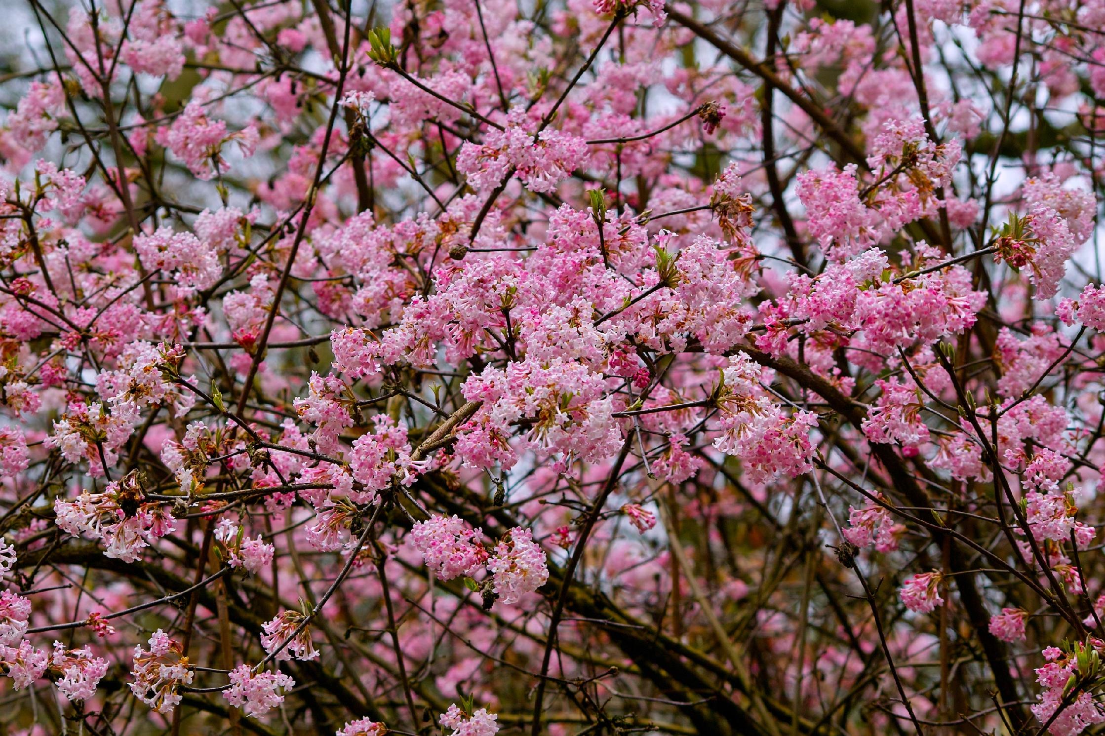 Kalina bodnantska 'Dawn' Różowa 80-110cm (Viburnum bodnantense) Poj. 3.0L