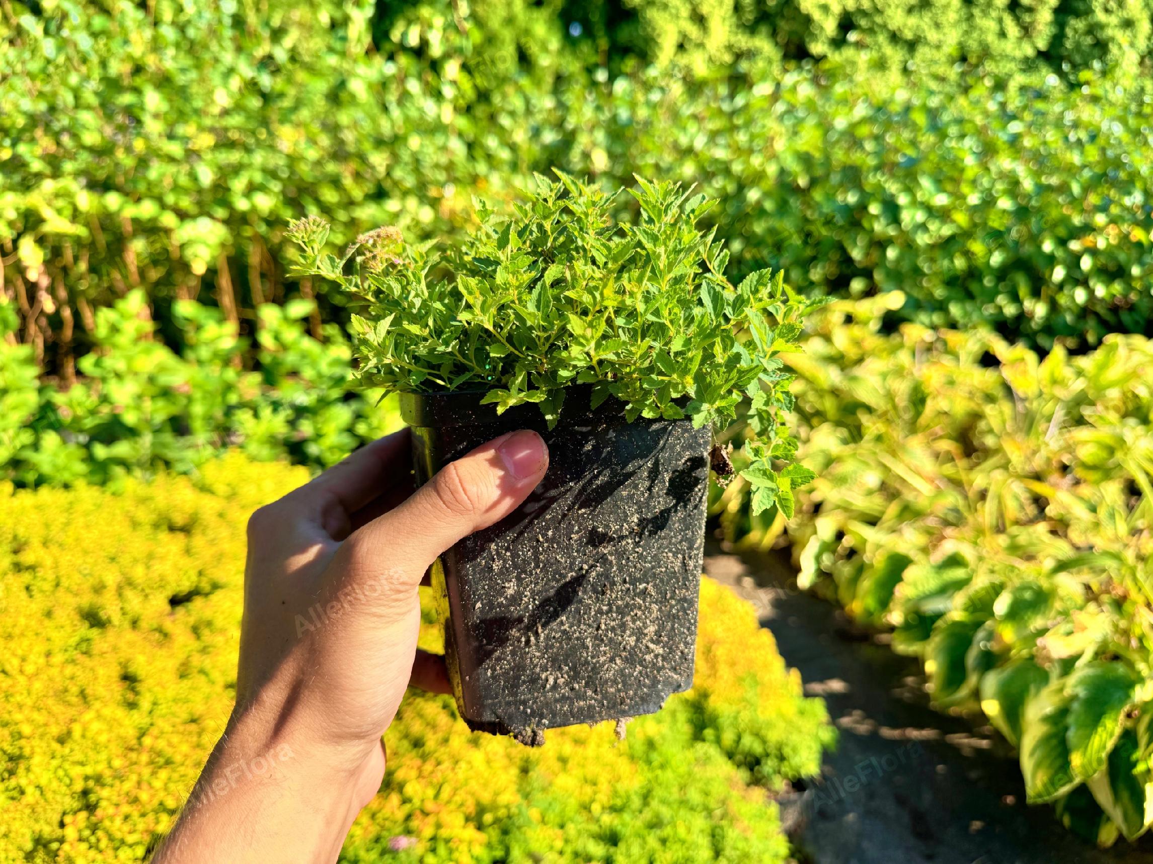 Tawuła japońska 'Japanese Dwarf' Miniaturka (Spiraea japonica) Poj. 1.0L