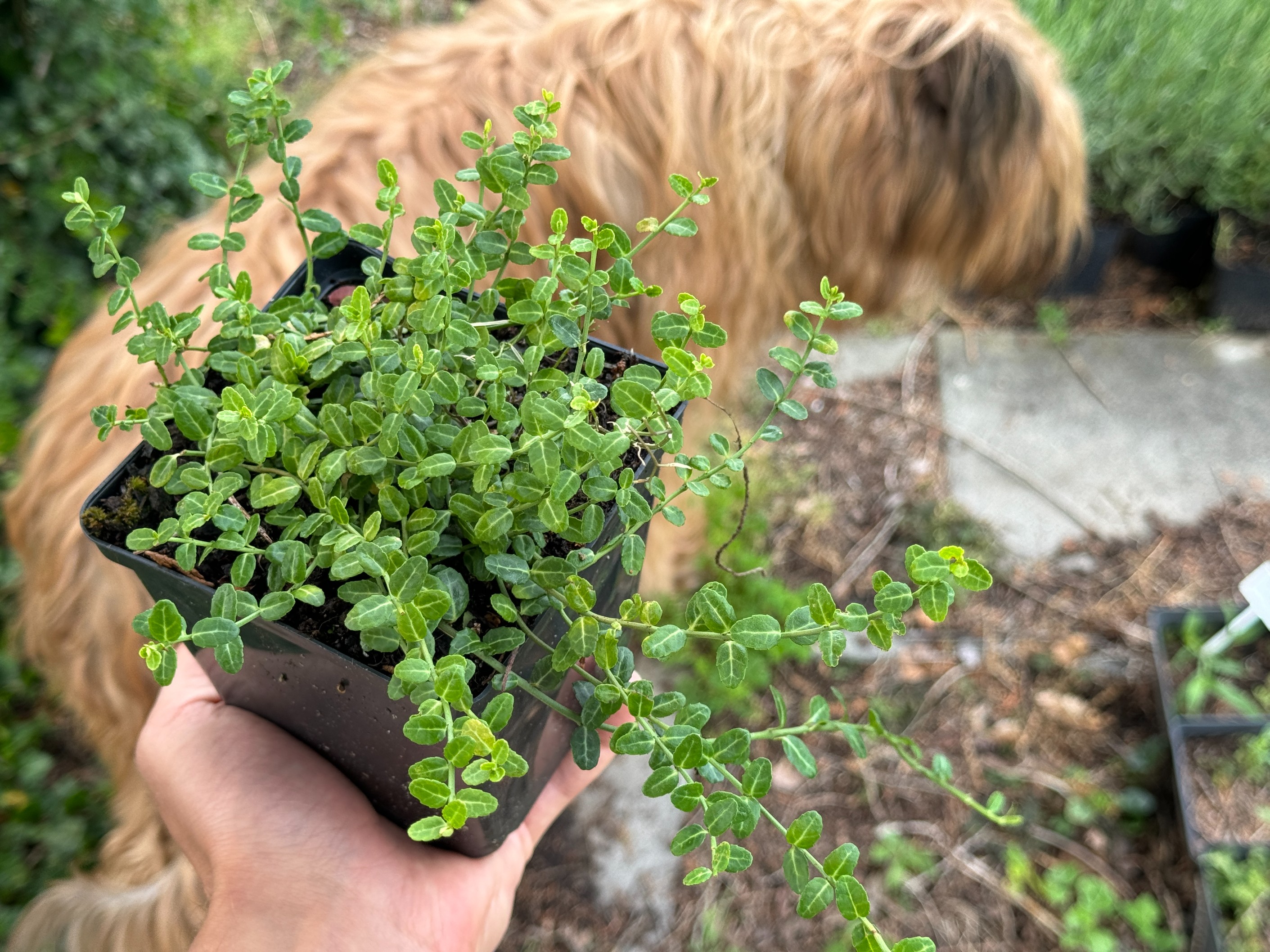 Trzmielina Fortune'a 'Minimus' Miniaturowa Zimozielona (Euonymus fortunei)