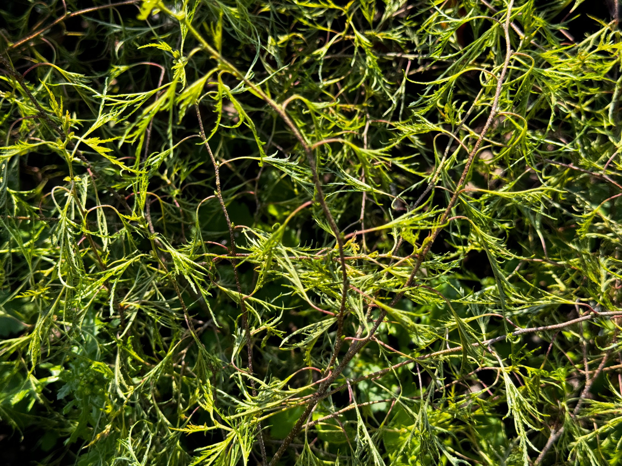 Brzoza brodawkowata 'Karaca' Karłowata Miniaturowa (Betula pendula) 2.0L