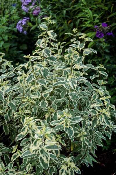Barbula klandońska 'White Surprise' Białe Liście (Caryopteris clandonensis)