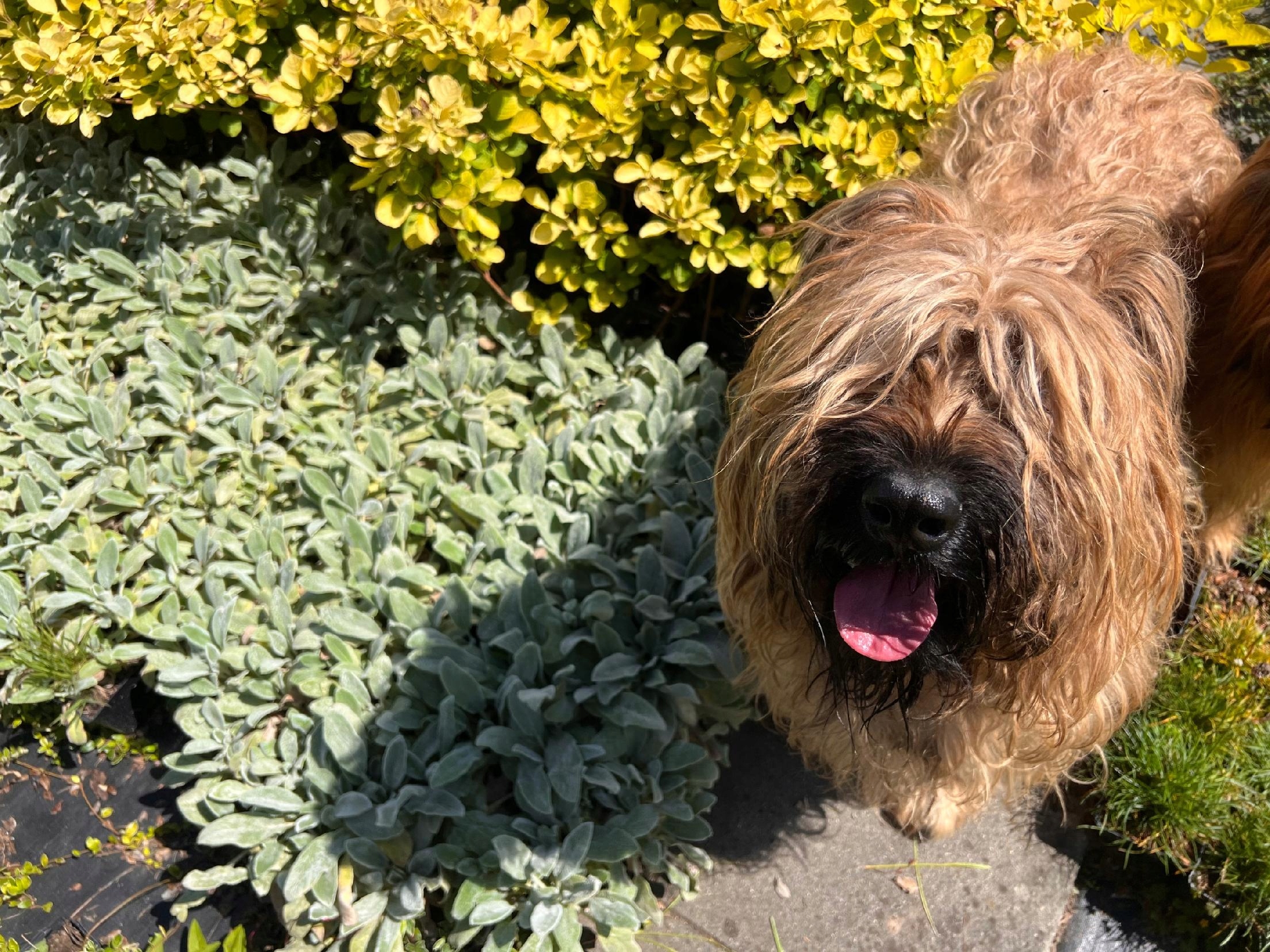 Czyściec wełnisty (Stachys byzantina) P13