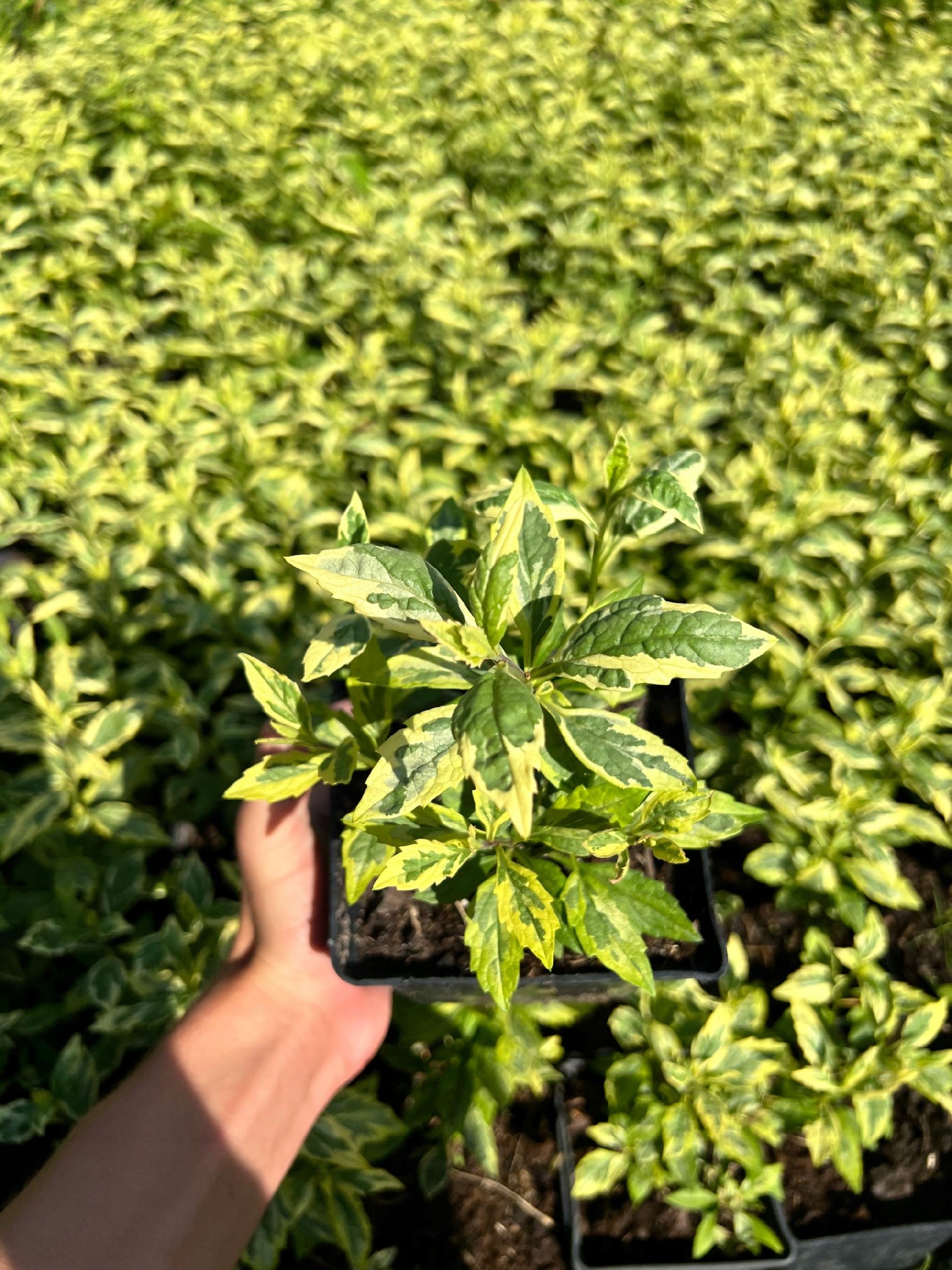 Aster Japoński 'Shogun' Pstre liście (Kalimeris yomena) Doniczka 2.0L