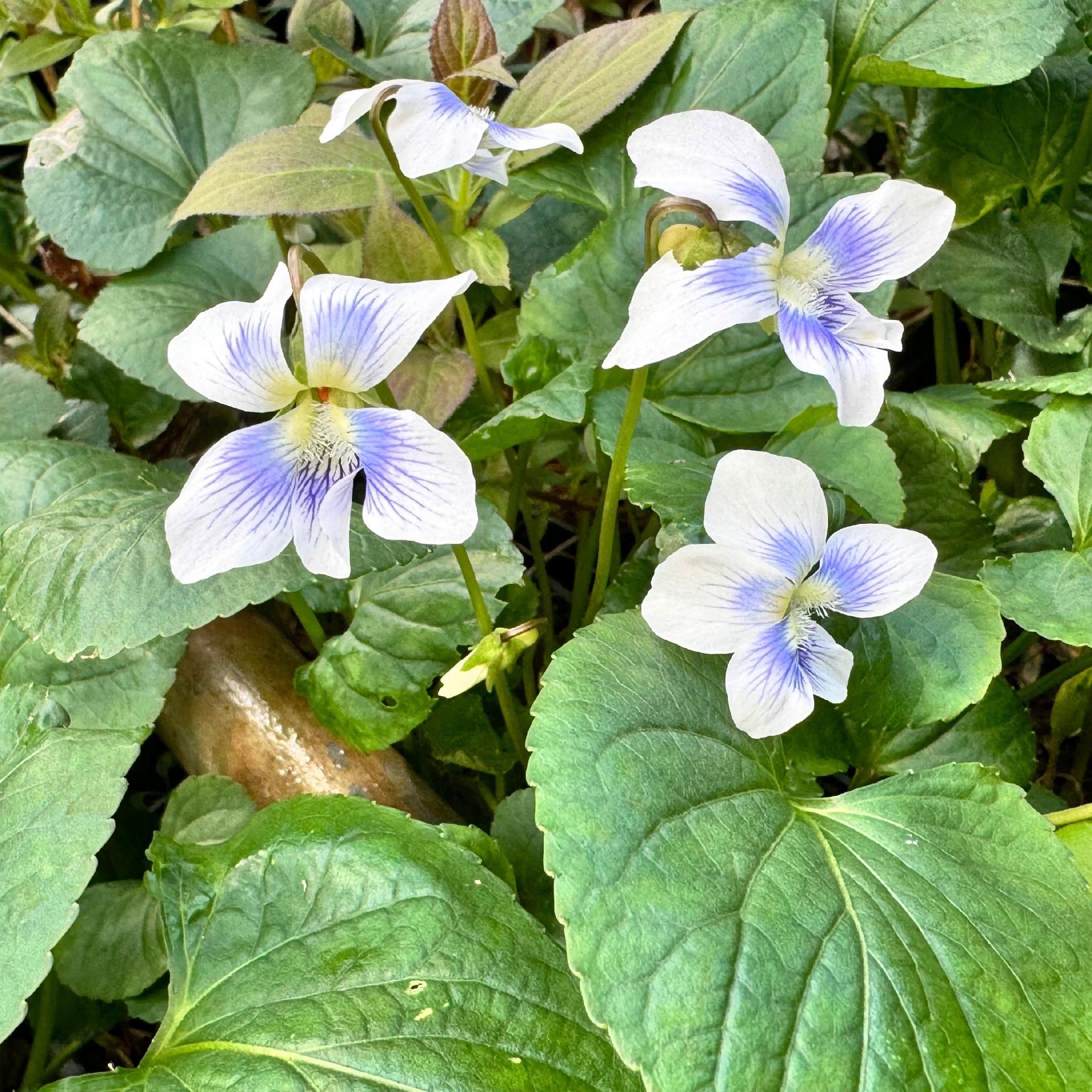 Fiołek Motylkowy 'Priceana' (Viola sororia) Doniczka 1.0L