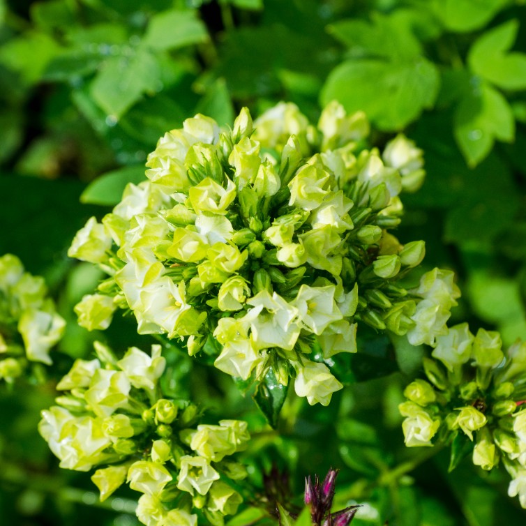 Floks wiechowaty 'Jade' (Phlox paniculata) Biały Płomyk Doniczka 2.0L