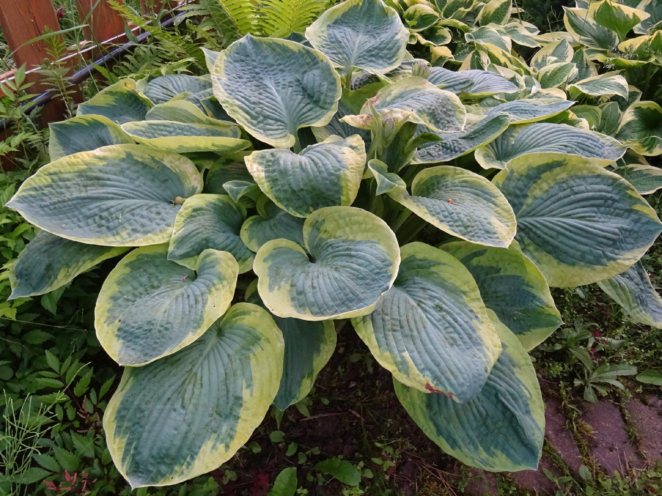 Funkia Hosta 'American Halo' W DONICZCE 2.0L, Pstra Dekoracyjna Duże liście