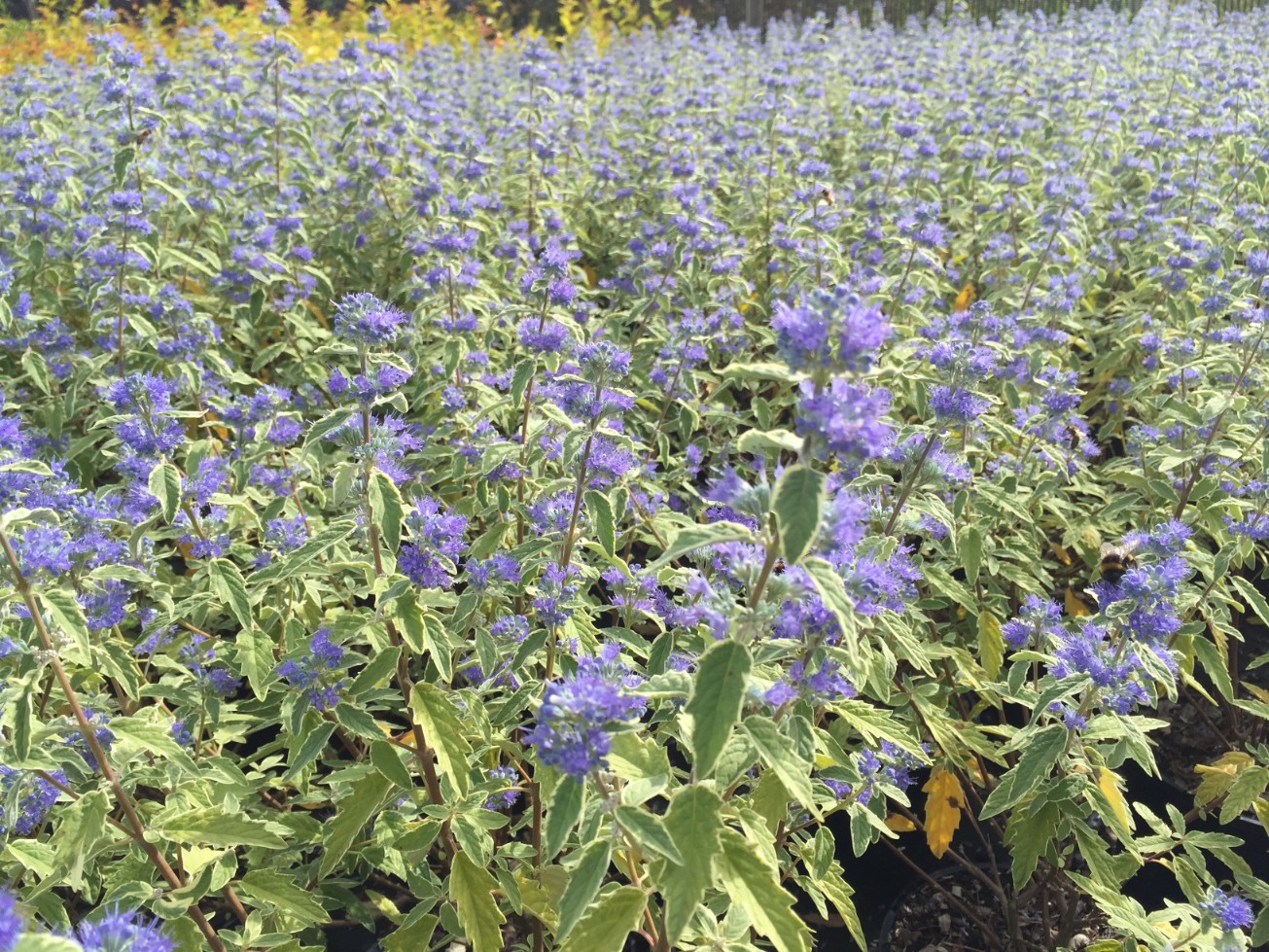 Barbula klandońska 'White Surprise' Białe Liście (Caryopteris clandonensis)