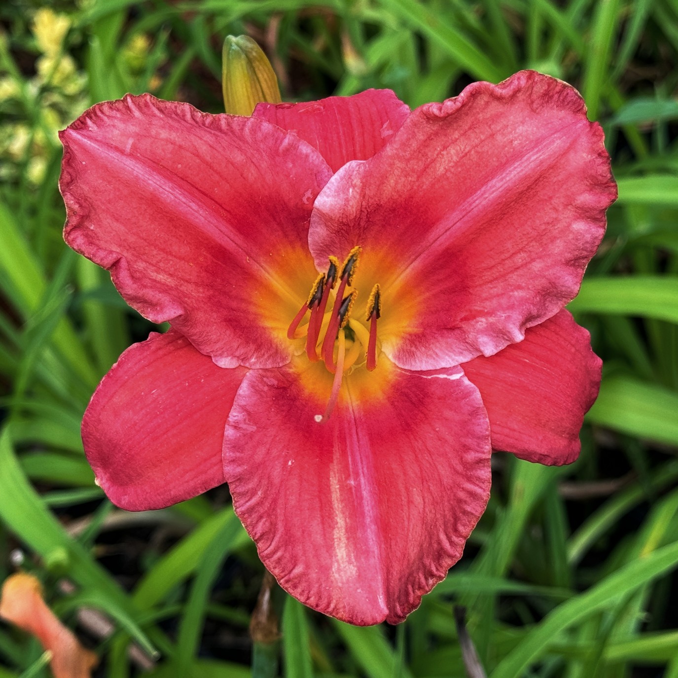 Liliowiec 'Chicago Firecracker' Czerwony (Hemerocallis) Doniczka 2.0L