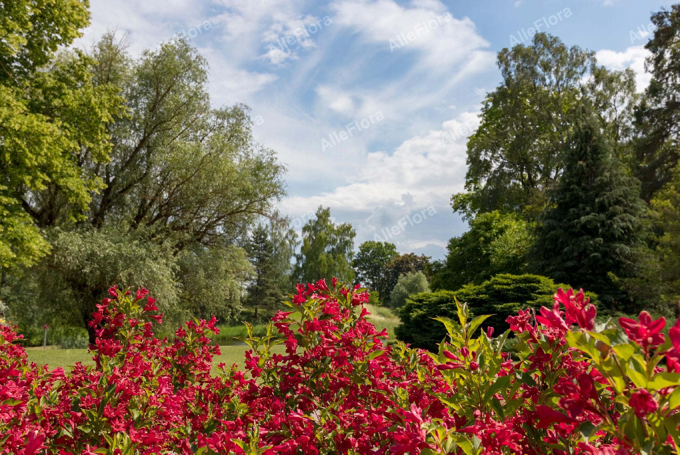 Krzewuszka cudowna 'Red Prince' (Weigela florida) Doniczka 2.0L