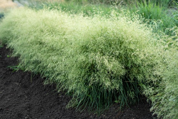Śmiałek darniowy 'Palava' Rabata Skalniak (Deschampsia caespitosa)  1.0L