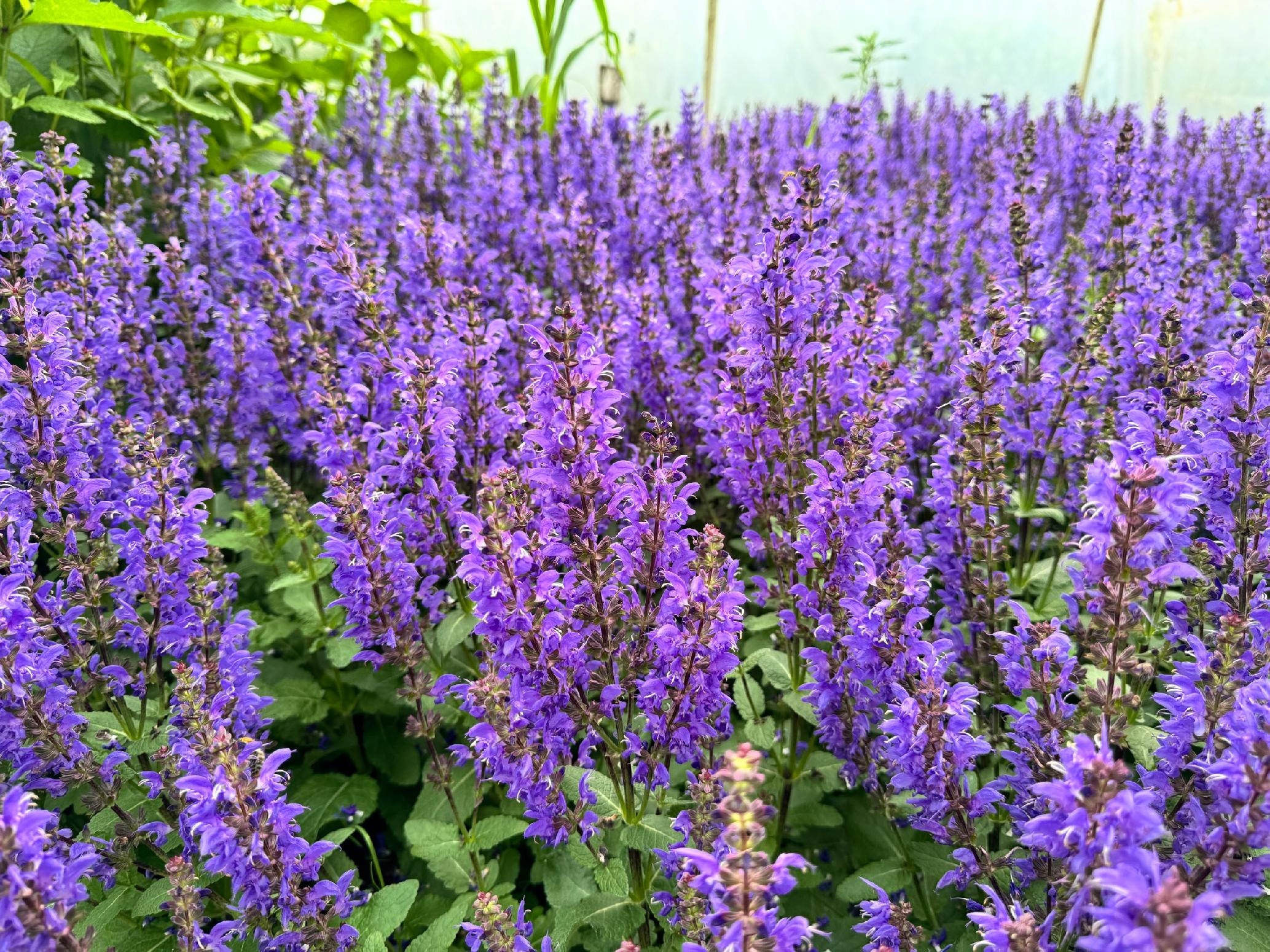 Szałwia omszona Niebieska 'Noble Knight' (Salvia nemorosa) W Doniczce 1.0L