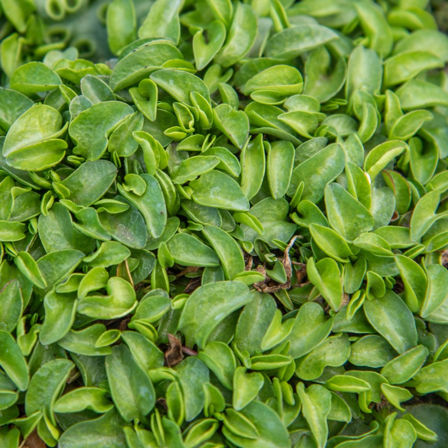 Hypsela nerkowata Zielony Dywan (Hypsela reniformis) Doniczka 1.0L