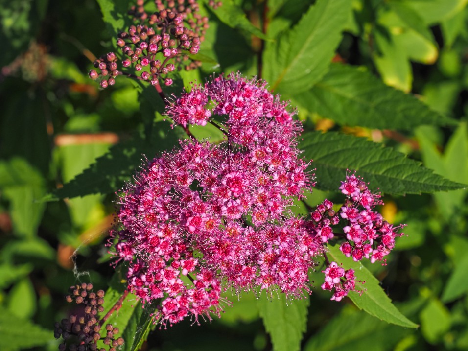 Tawuła japońska ‘Country Red’  Ciemnoróżowa (Spiraea japonica)  Poj. 2.0L