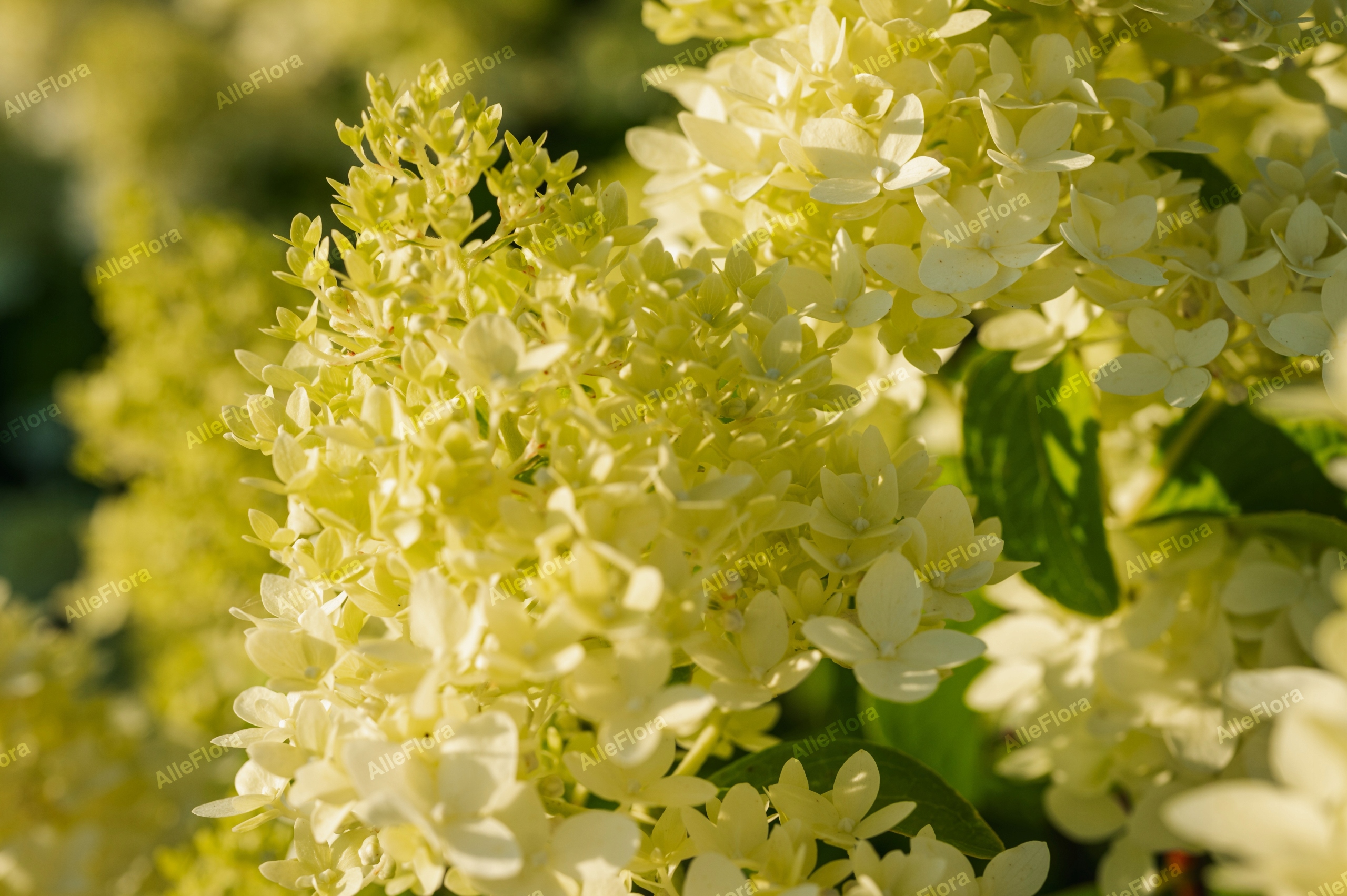 Hortensja bukietowa 'Candlelight' (Hydrangea paniculata) Doniczka 2.0L