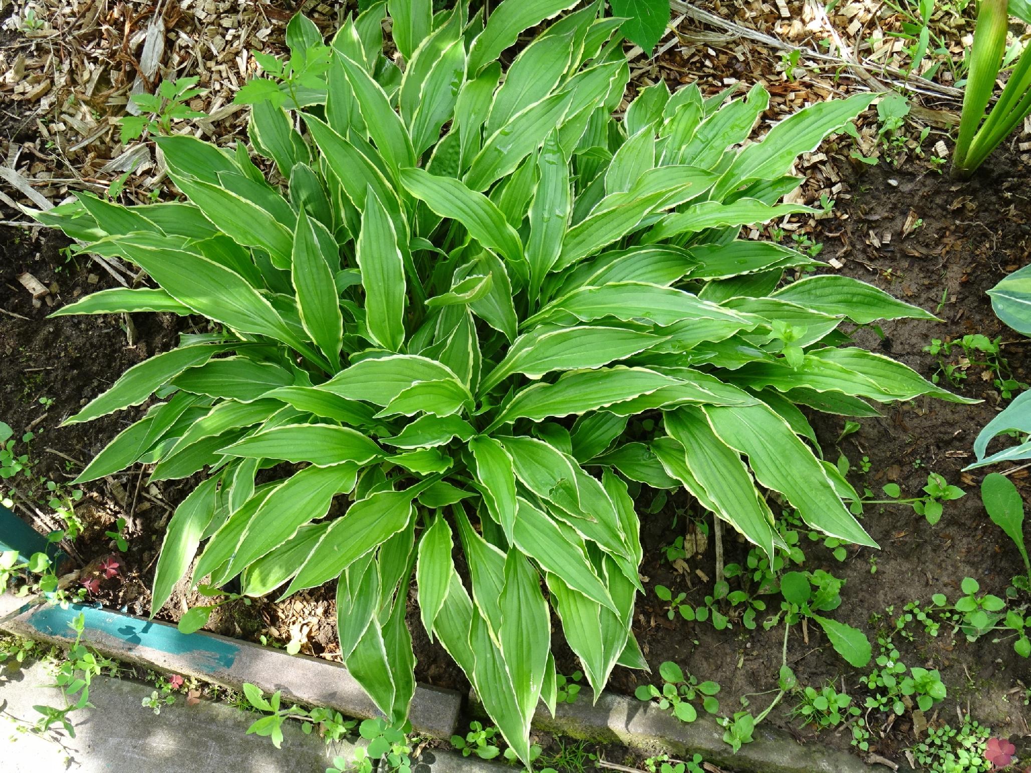 Funkia Hosta 'Stiletto' Miniaturka Doniczka 2.0L