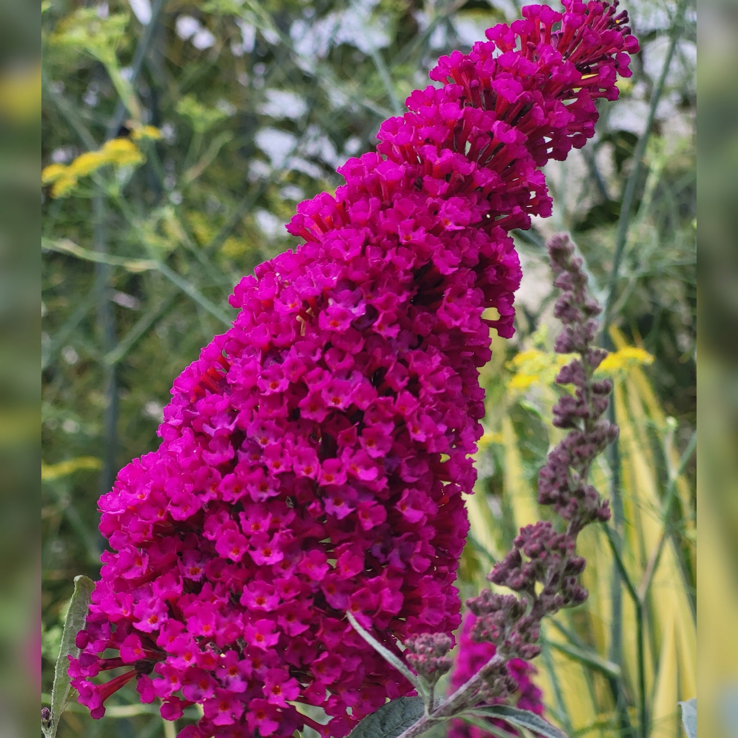 Budleja Dawida 'Magenta Munchkin' (Buddleja davidii) Doniczka 2.0L