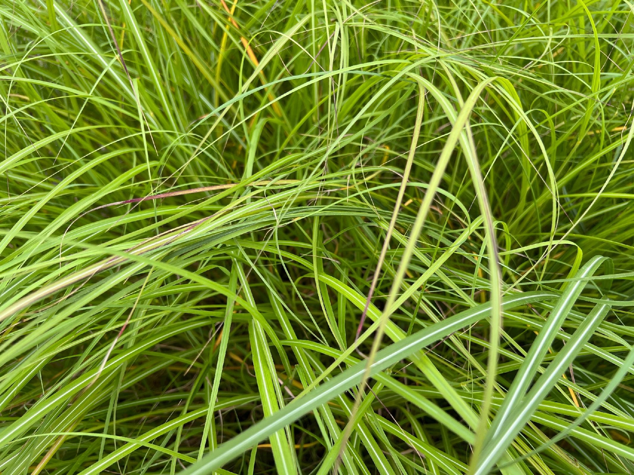 Miskant chiński 'Krater' (Miscanthus sinnesis) P13