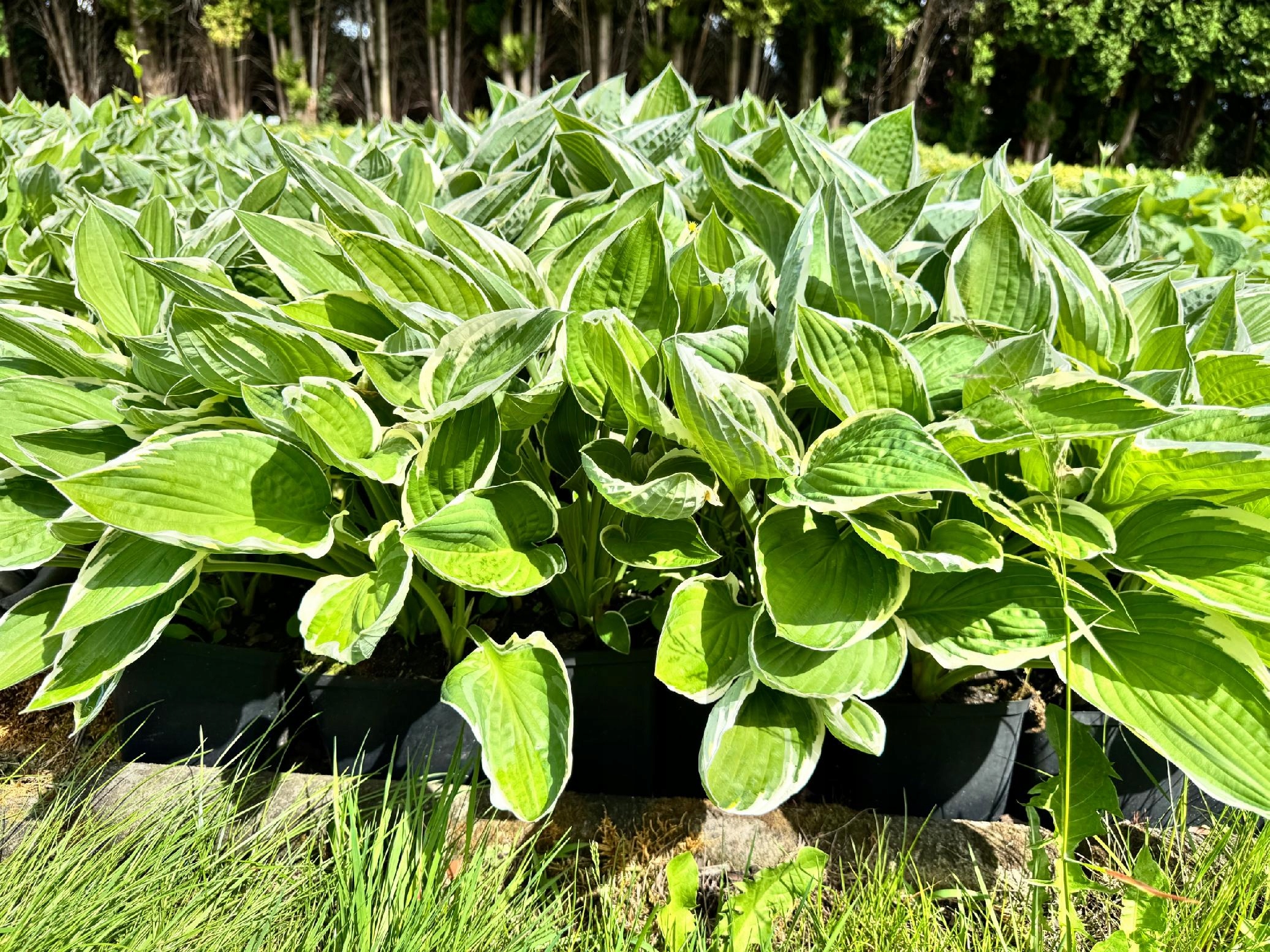 Funkia Hosta 'Francee' W DONICZCE, BIAŁO ZIELONE LIŚCIE Dekoracyjna