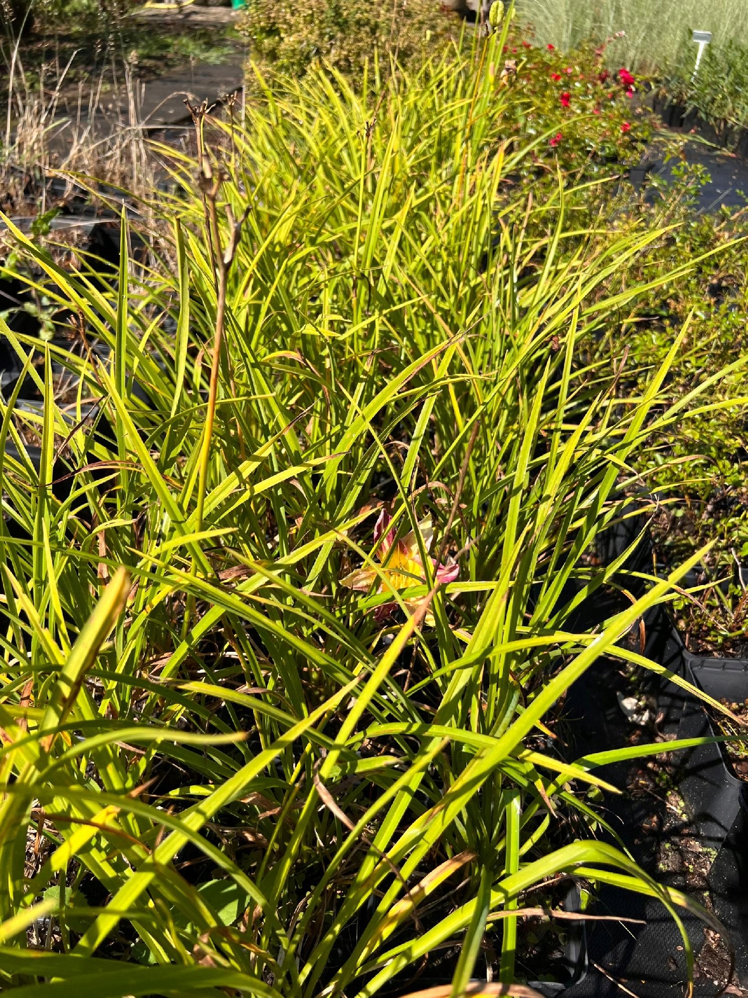 Liliowiec 'Blue Sheen' (Hemerocallis) P13