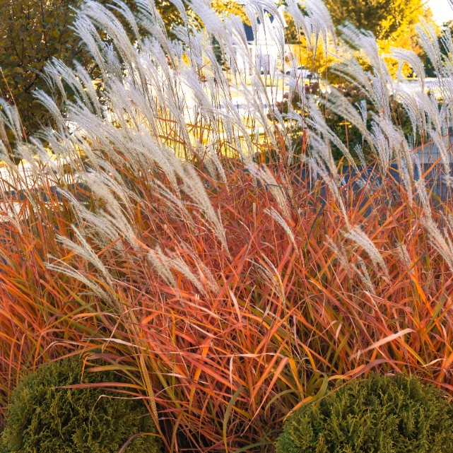 Miskant chiński ‘Sioux’ Przebarwia się Na Czerwony (Miscanthus sinensis) 2L