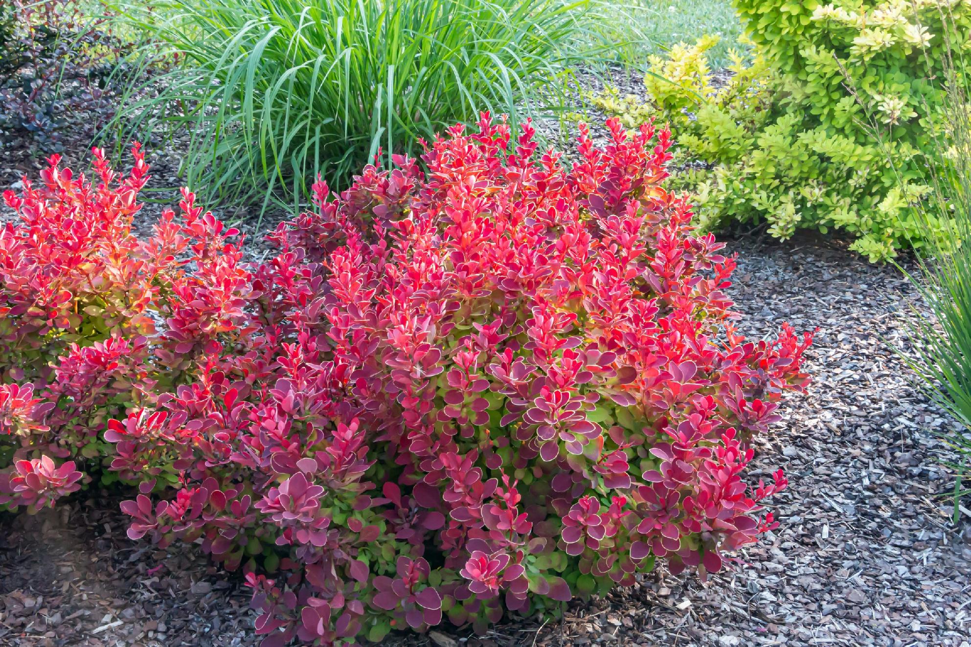Berberys Thunberga 'Ruby Star' (Berberis thunbergii) Doniczka 2.0L