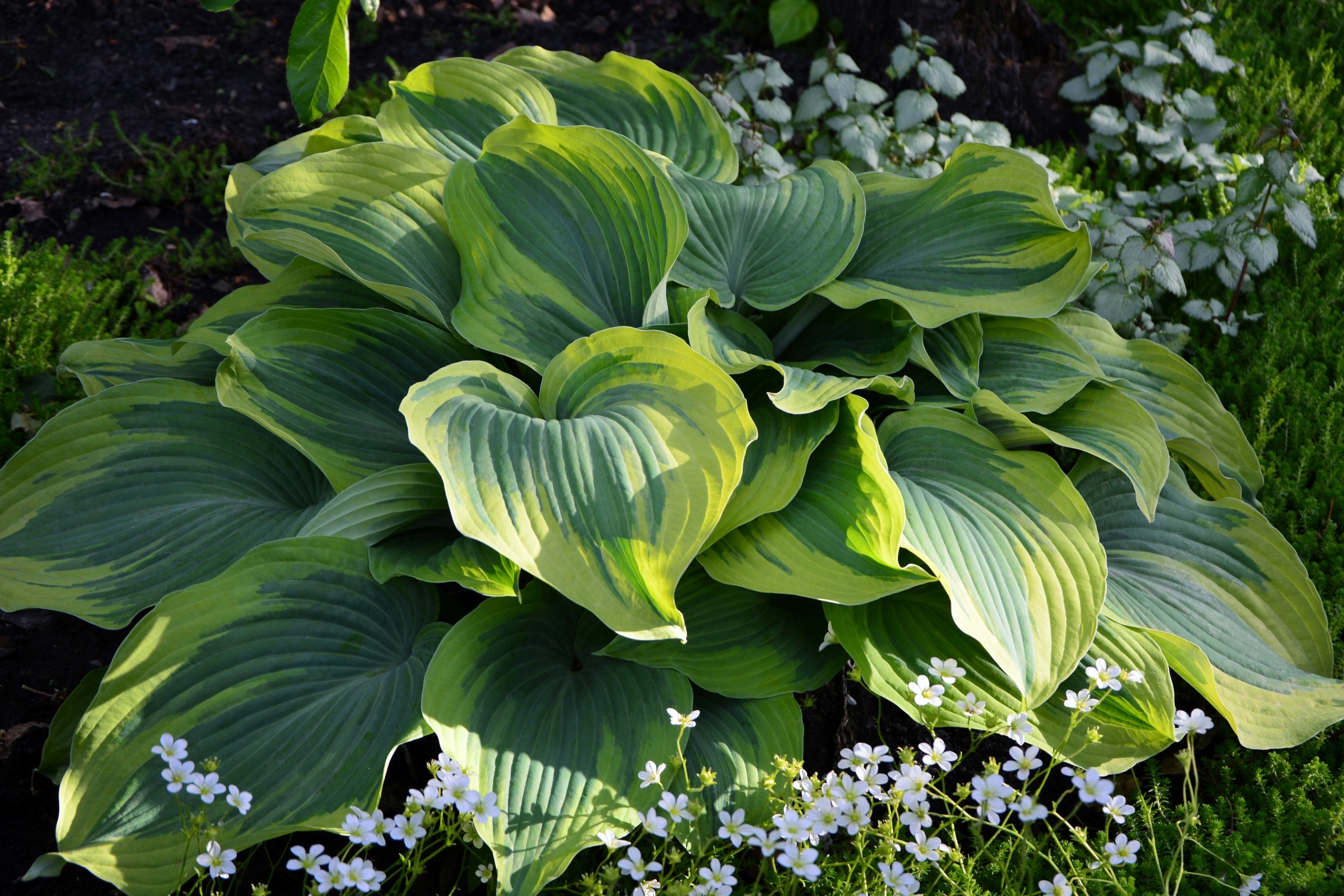 Funkia Hosta 'American Halo' W DONICZCE 2.0L, Pstra Dekoracyjna Duże liście