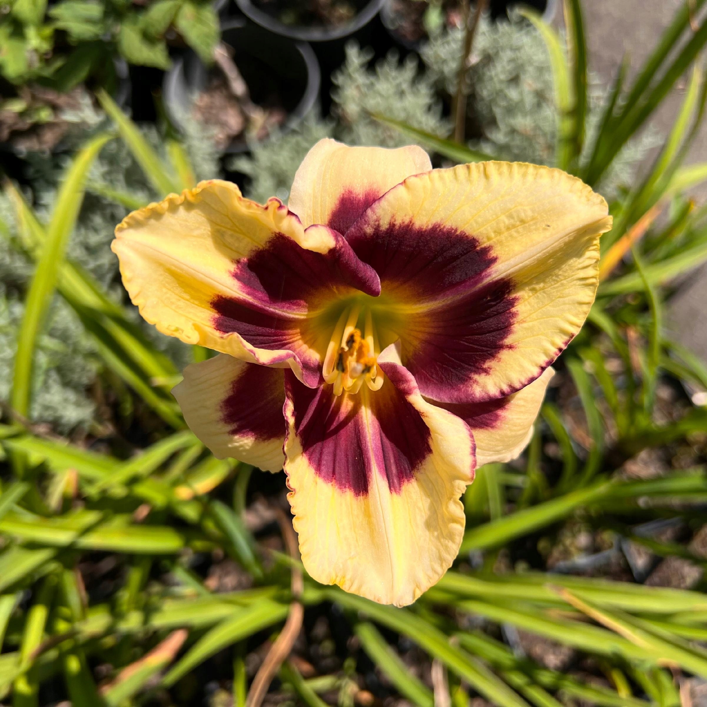 Liliowiec 'Calico Jack' (Hemerocallis) P13