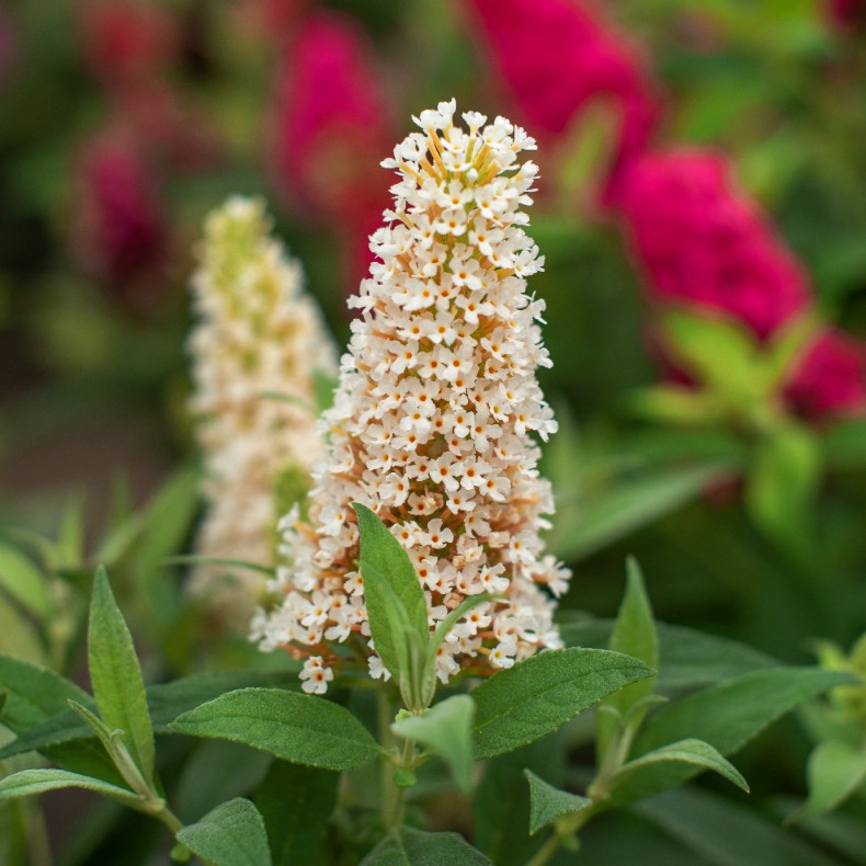 Budleja Dawida 'Butterfly Candy Little White' Karłowata Mała (Buddleja)