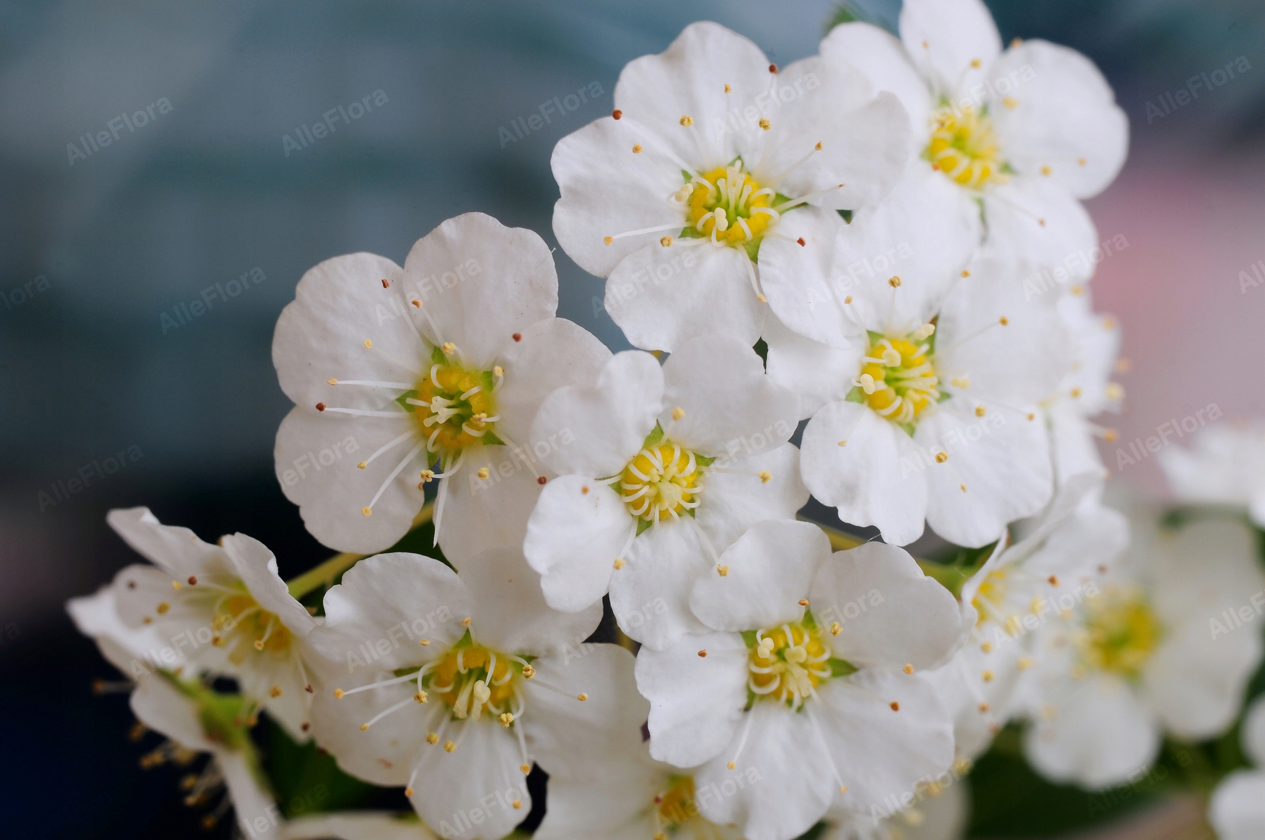 Tawuła nippońska 'White Carpet' (Spiraea nipponica) Doniczka 2.0L