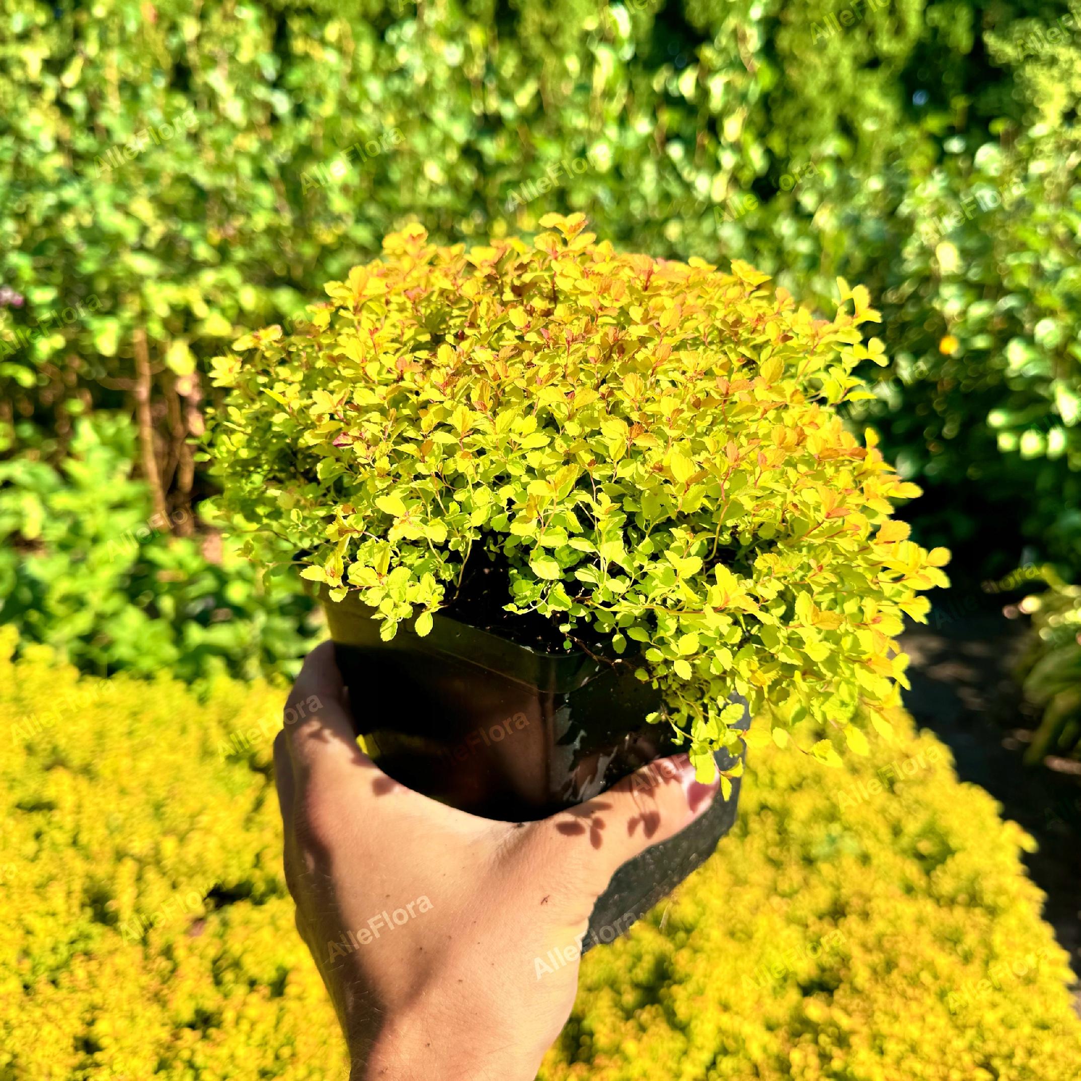 Tawuła japońska 'Sundrop' Miniaturka (Spiraea japonica) Poj. 2.0L