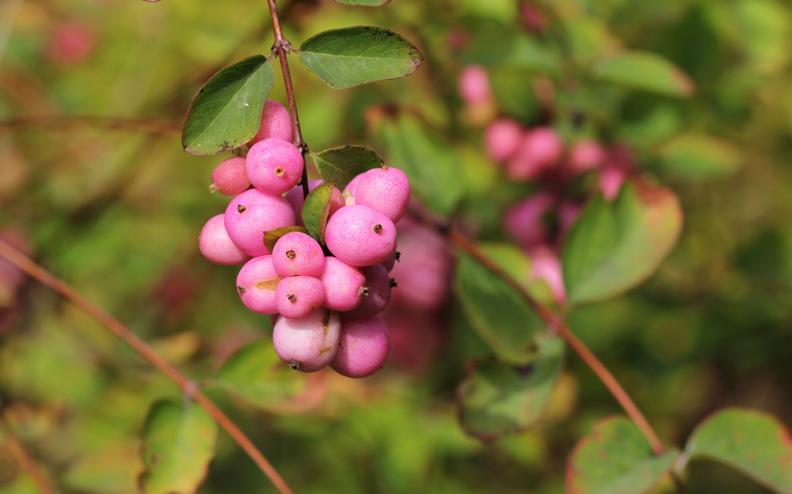Śnieguliczka Różowa Doorenbosa 'Magic Berry' (Symphoricarpos ×doorenbosii)