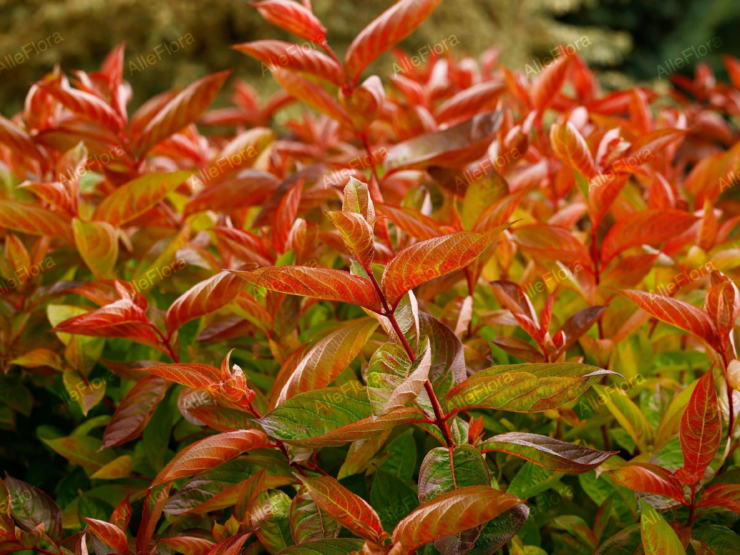 Krzewuszka cudowna 'Wings of Fire' (Weigela florida) Doniczka 2.0L
