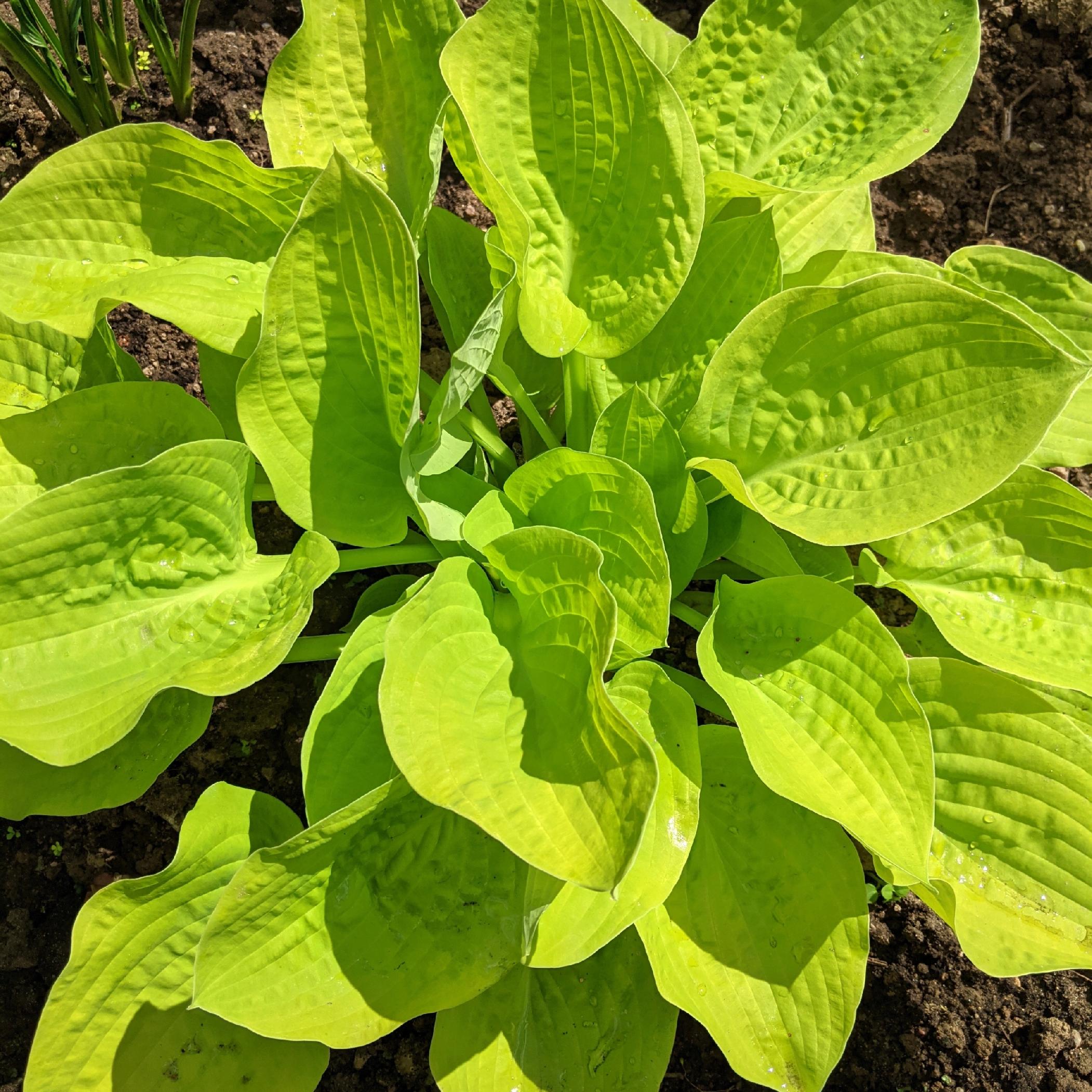 Funkia Hosta 'Golden Waffles' Doniczka 2.0L Żółte Złote liście