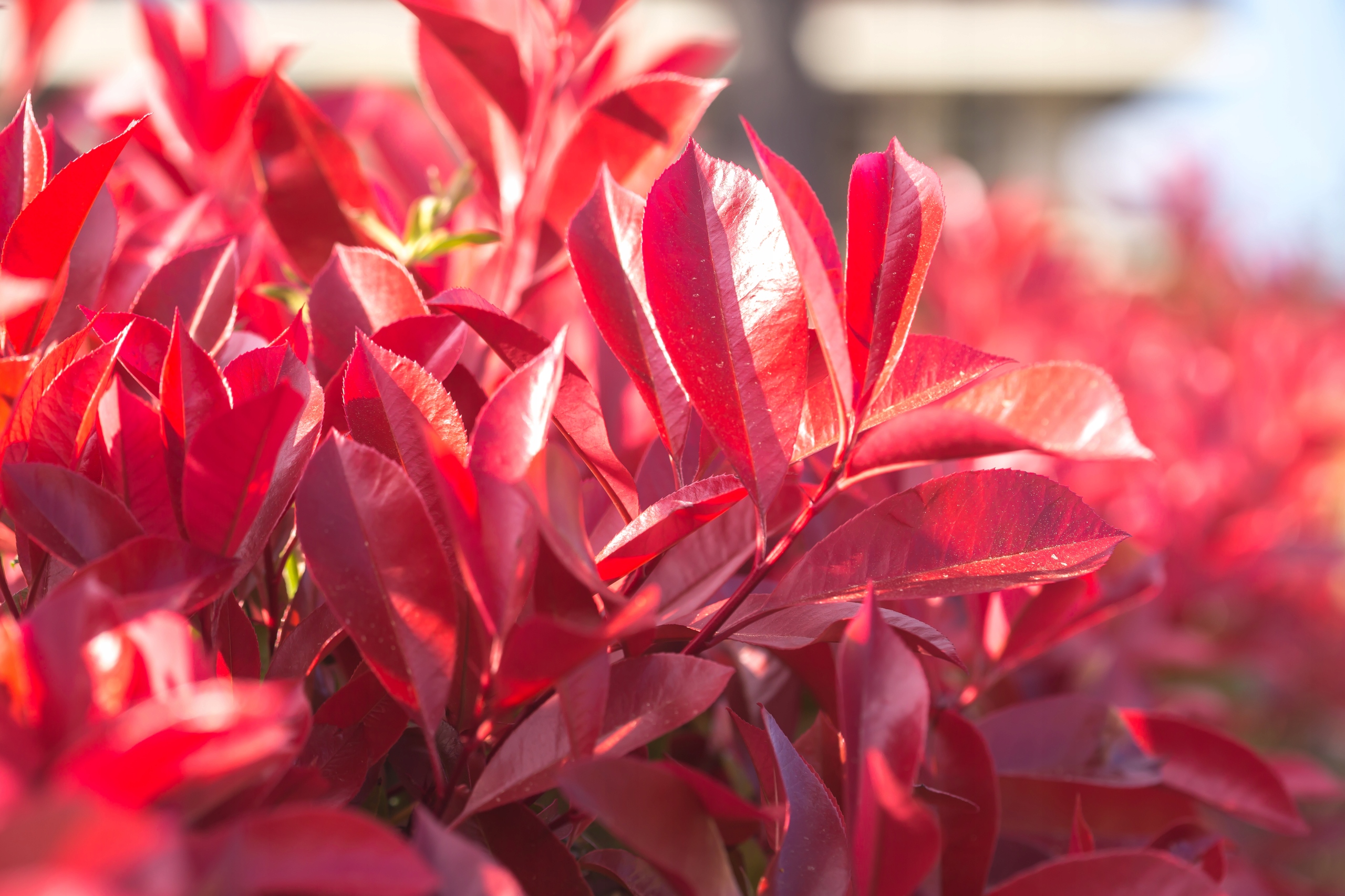 Głogownik Frasera 'Red Robin' (Photinia ×fraseri) Doniczka 2.0L 40- 60cm