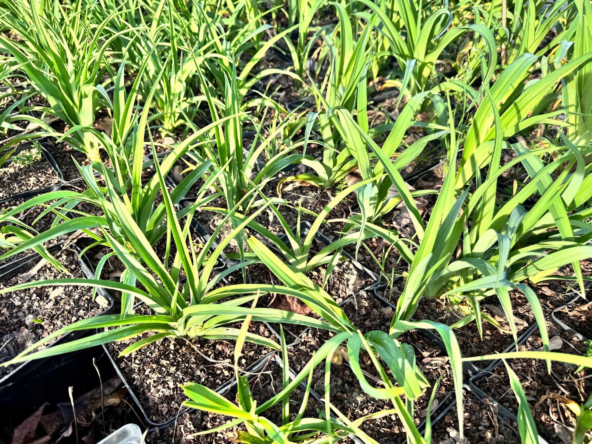 Liliowiec Czerwony 'Red Rum' W DONICZCE 2L (Hemerocallis) P13