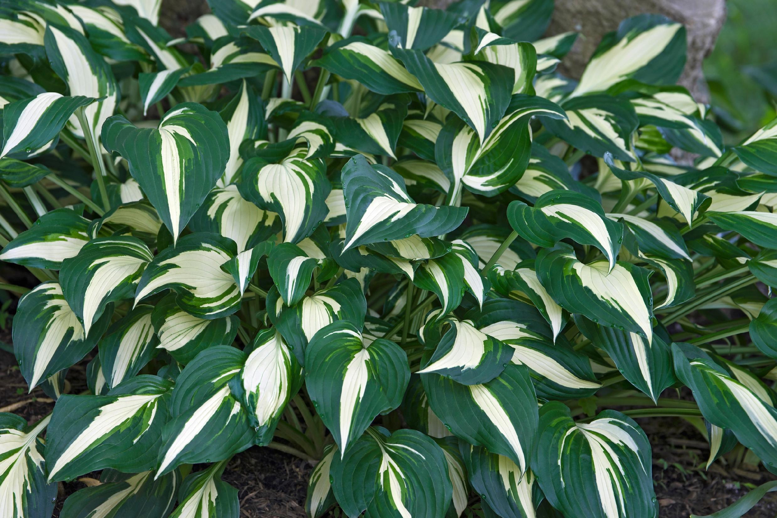 Funkia Hosta 'Risky Business' Doniczka 2.0L Biało zielone liście