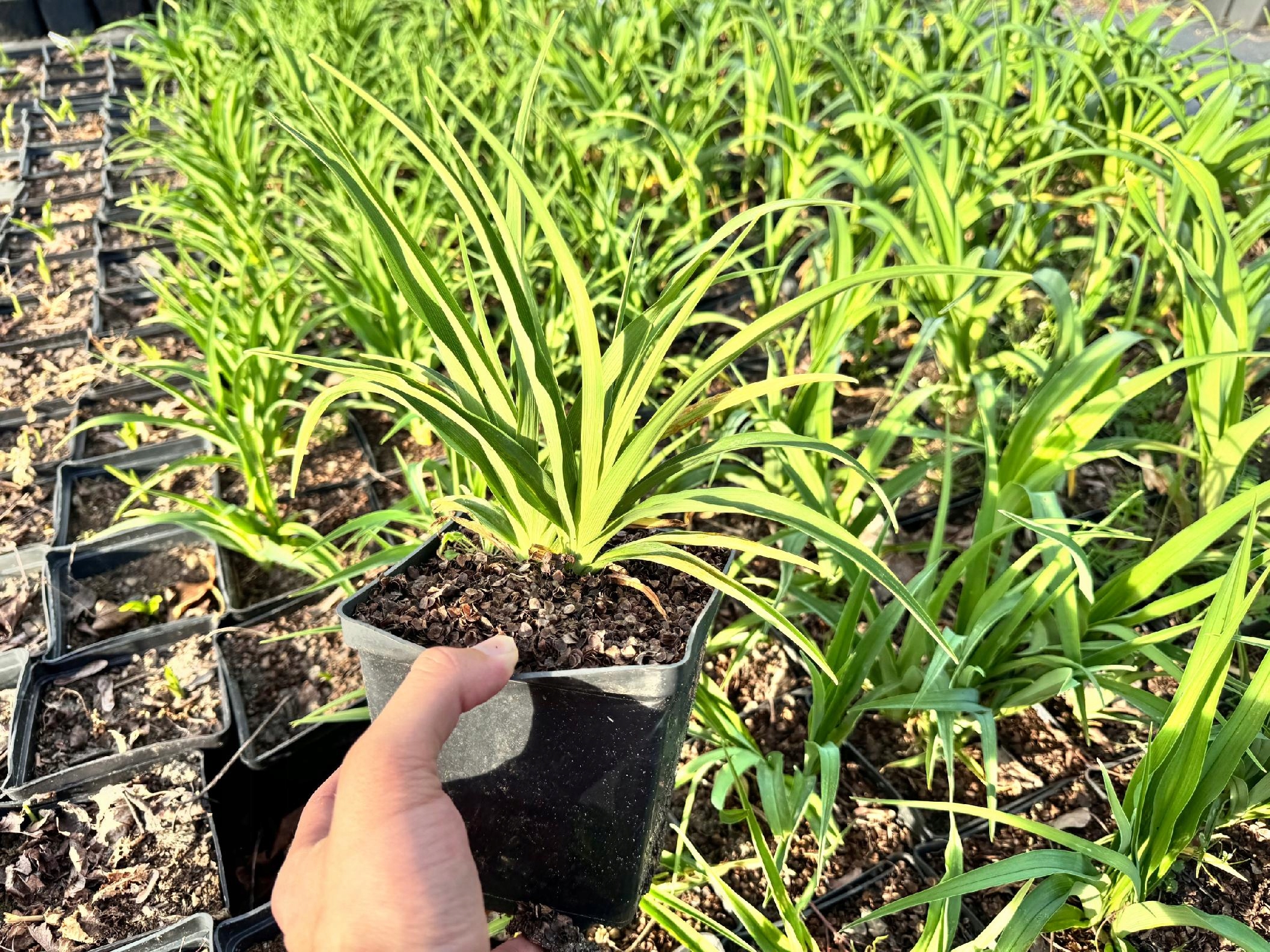 Liliowiec Czerwony 'Red Rum' W DONICZCE 2L (Hemerocallis) P13