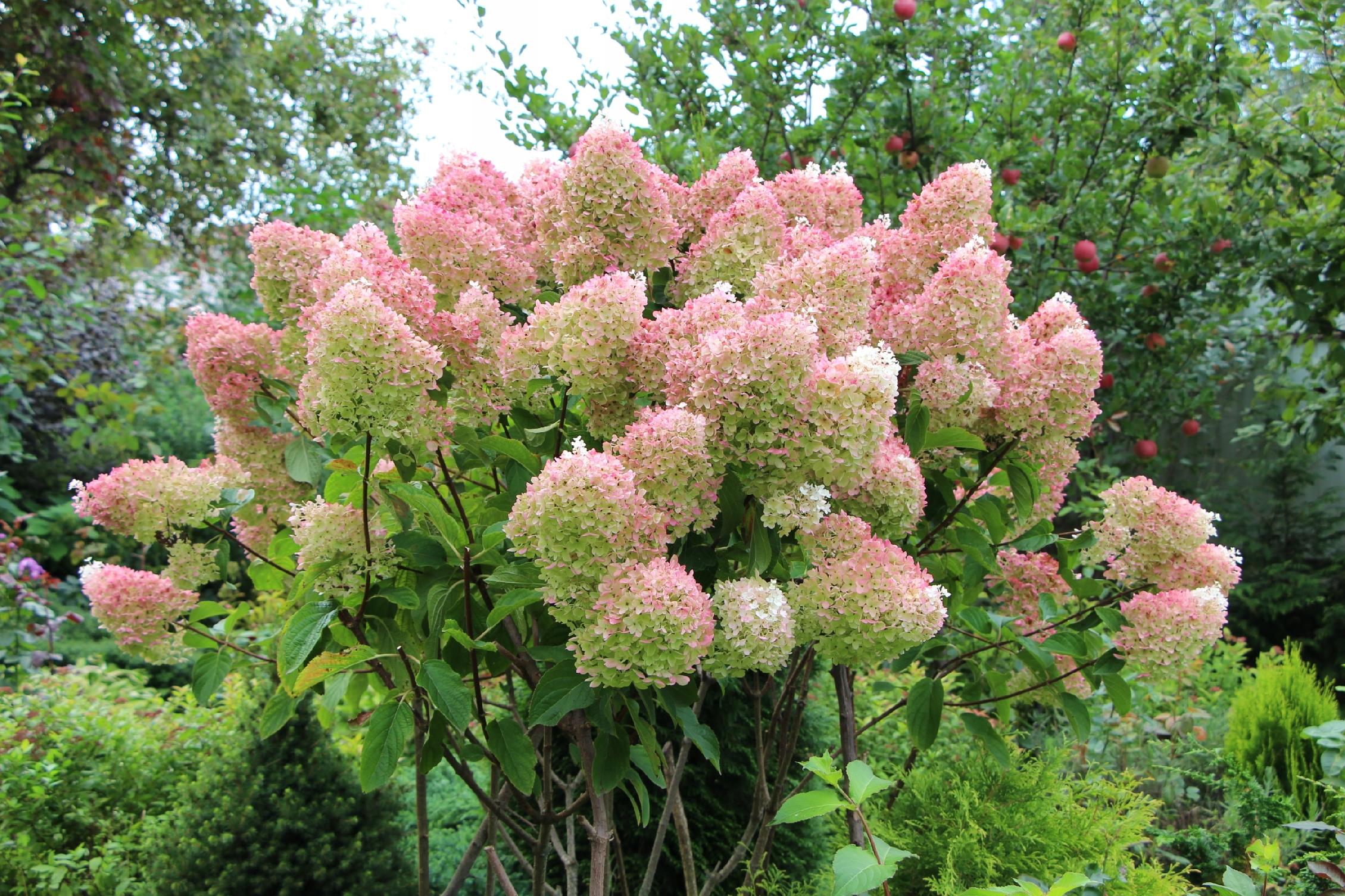 Hortensja bukietowa 'Grandiflora' (Hydrangea paniculata) Doniczka 2.0L