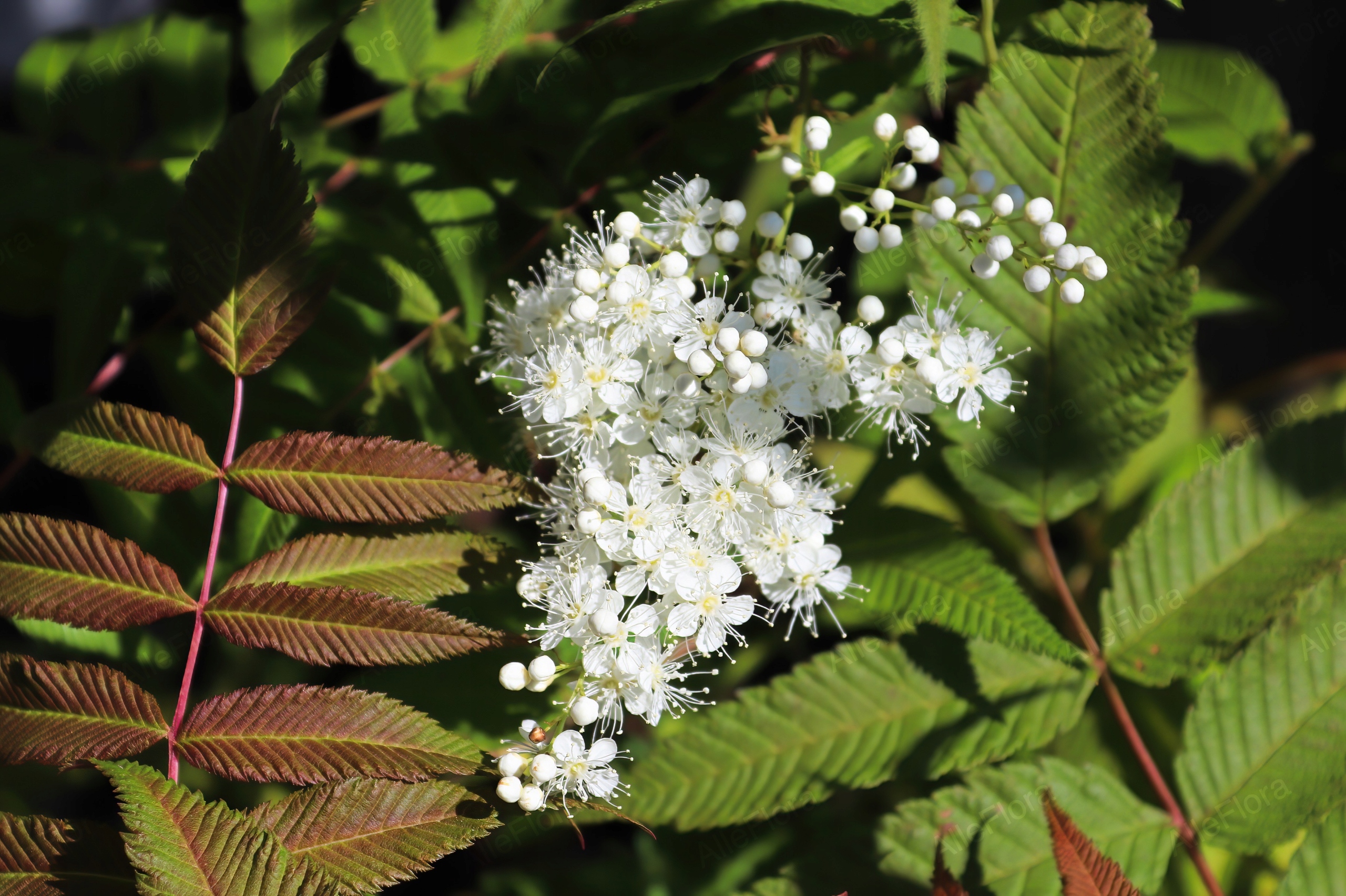Tawlina jarzębolistna 'Sem' (Sorbaria sorbifolia) Kolorowe Liście Poj. 2.0L