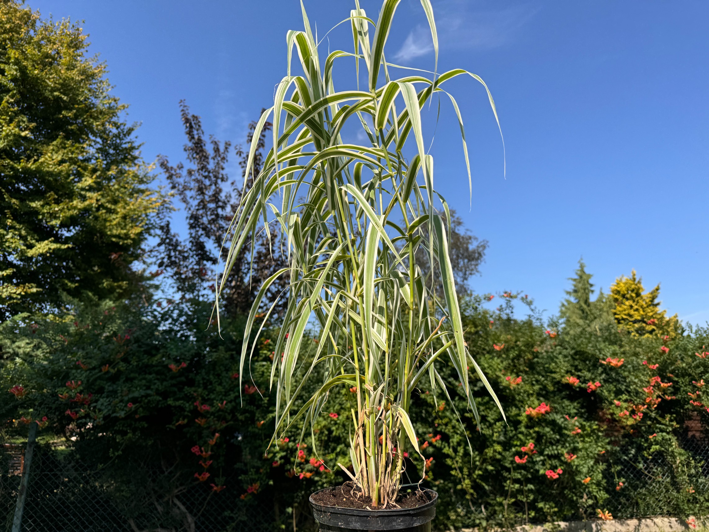 Lasecznica trzcinowata 'Variegata' Wysoka Pstra Trawa Biała (Arundo donax)